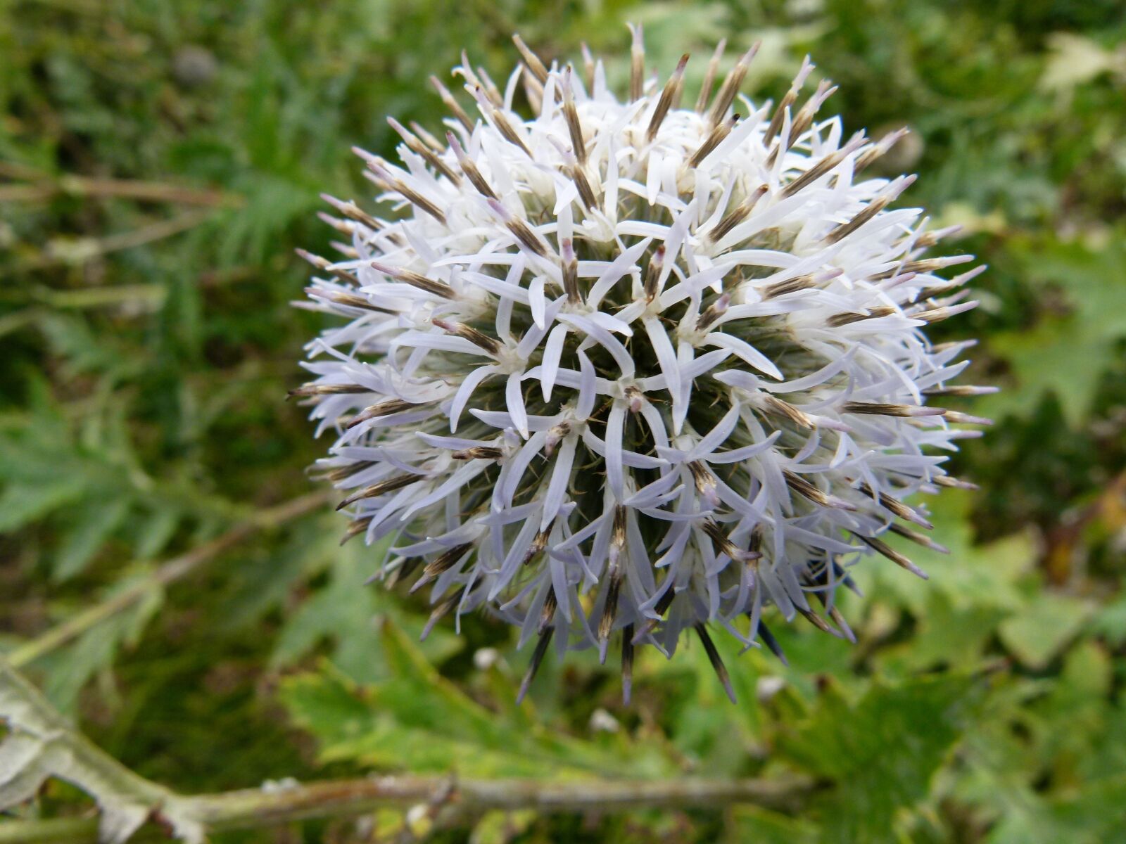 Panasonic Lumix DMC-FZ100 sample photo. Plant, plants, flower photography