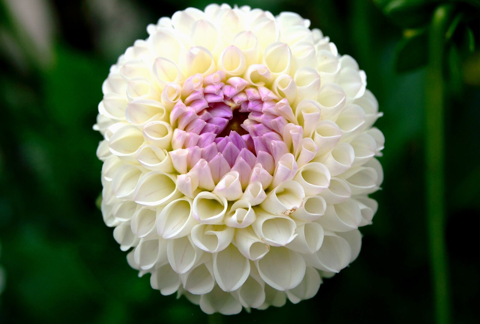 Nikon D5200 sample photo. Dahlia, white, purple photography