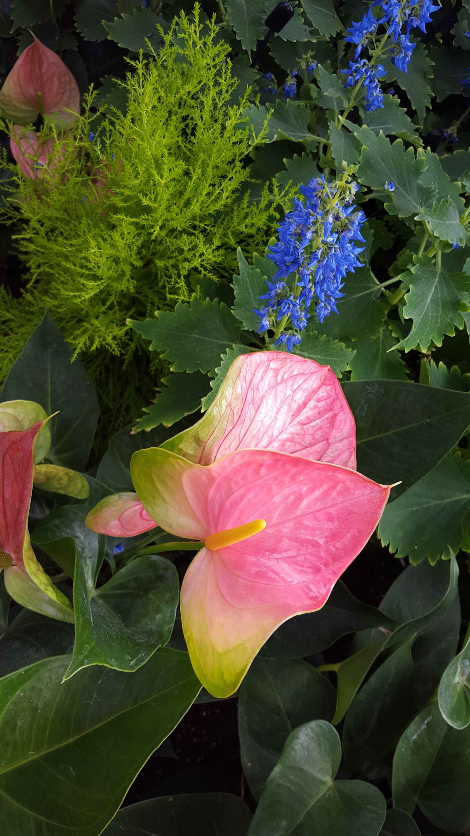 Samsung Galaxy S6 sample photo. Anthurium, andraeanum, anthurium photography