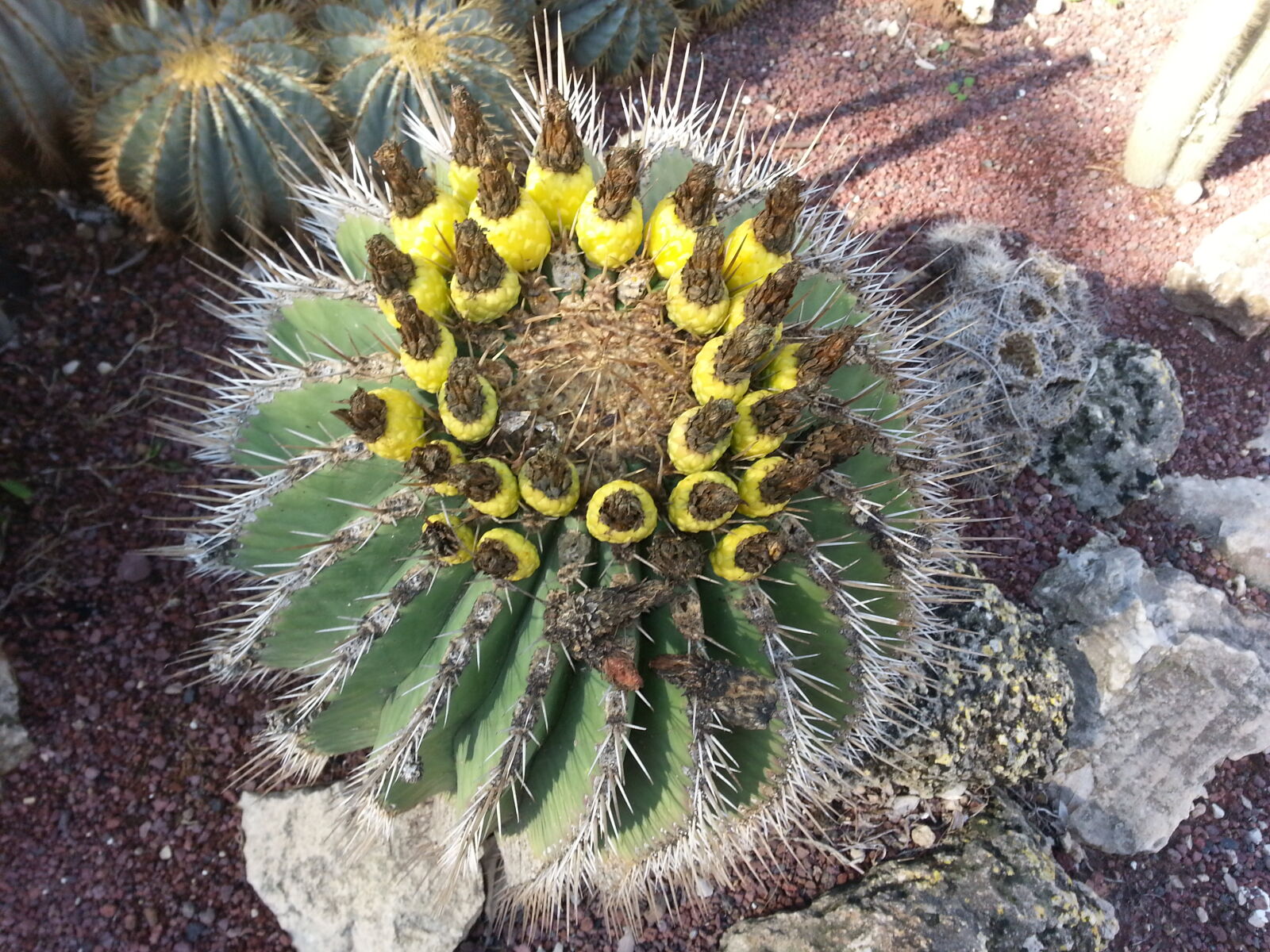 Samsung Galaxy S3 sample photo