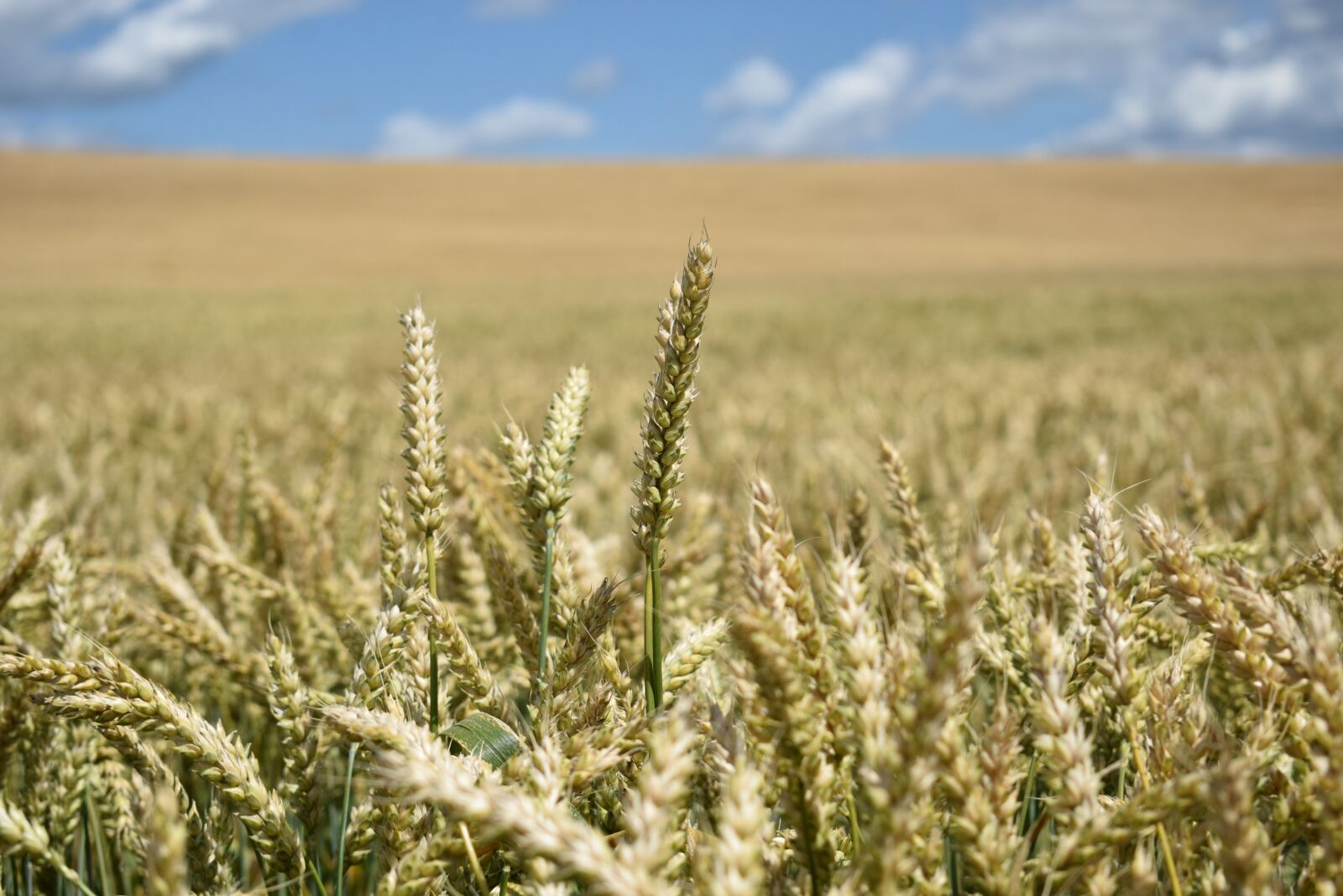 Nikon D3300 sample photo. Field, russian field, harvest photography