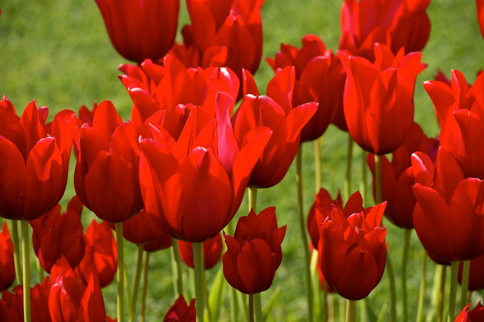 Sony Alpha DSLR-A350 sample photo. Tulips, red, spring photography