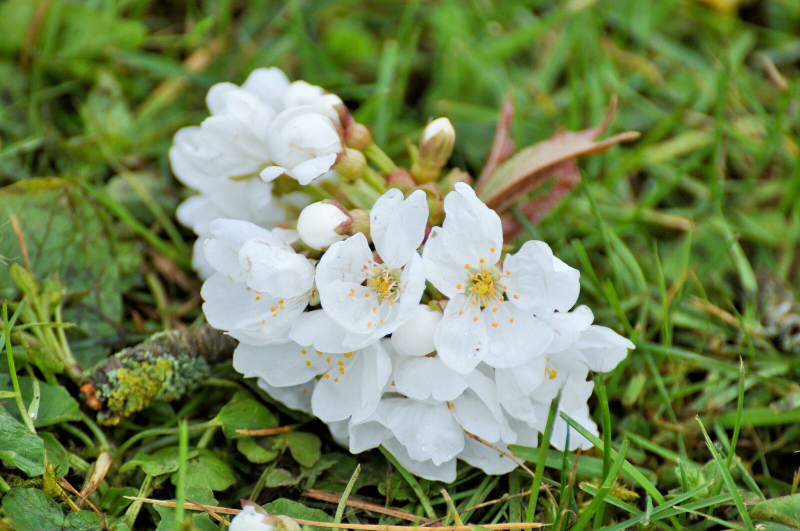 Nikon D90 sample photo. Flowers cherry, flowers, white photography