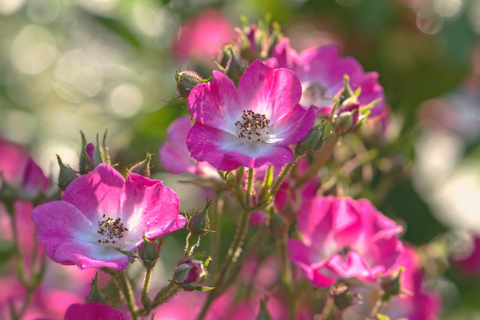 Nikon D5600 sample photo. Flowers, pink-white, rose photography