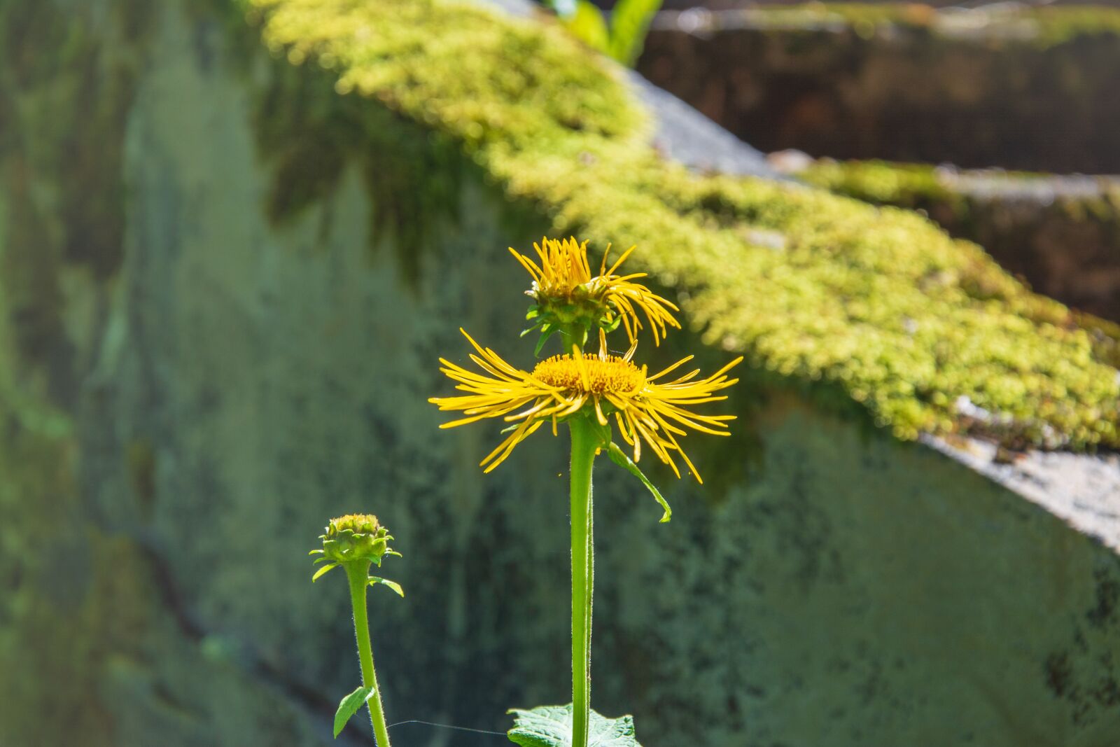 Nikon D5200 sample photo. Abstract, background, blossom photography