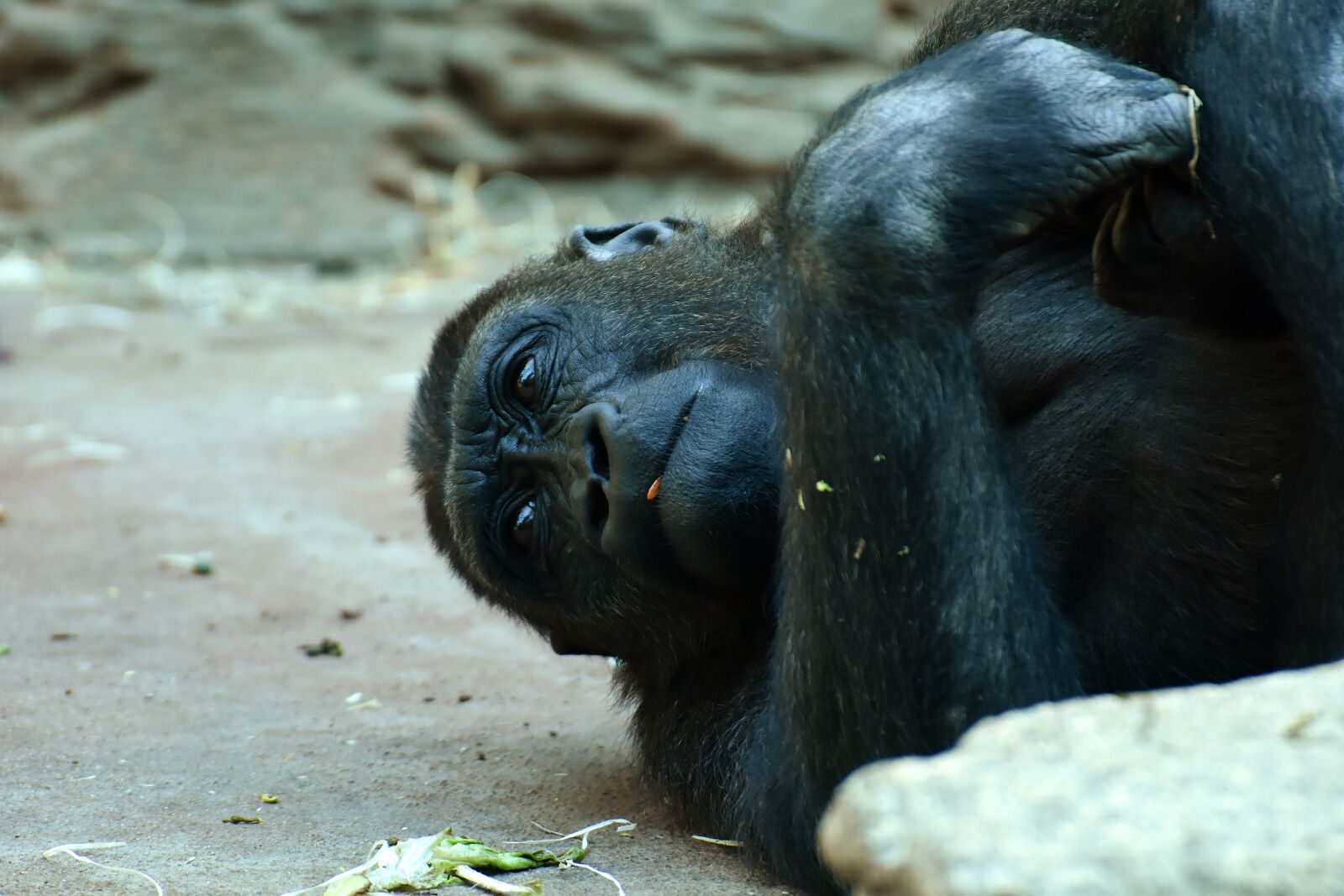 Nikon D7200 sample photo. Gorilla, monkey, animal photography