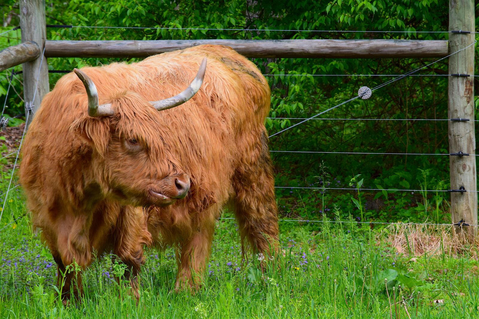 Nikon D3300 sample photo. Bull, angus, red photography