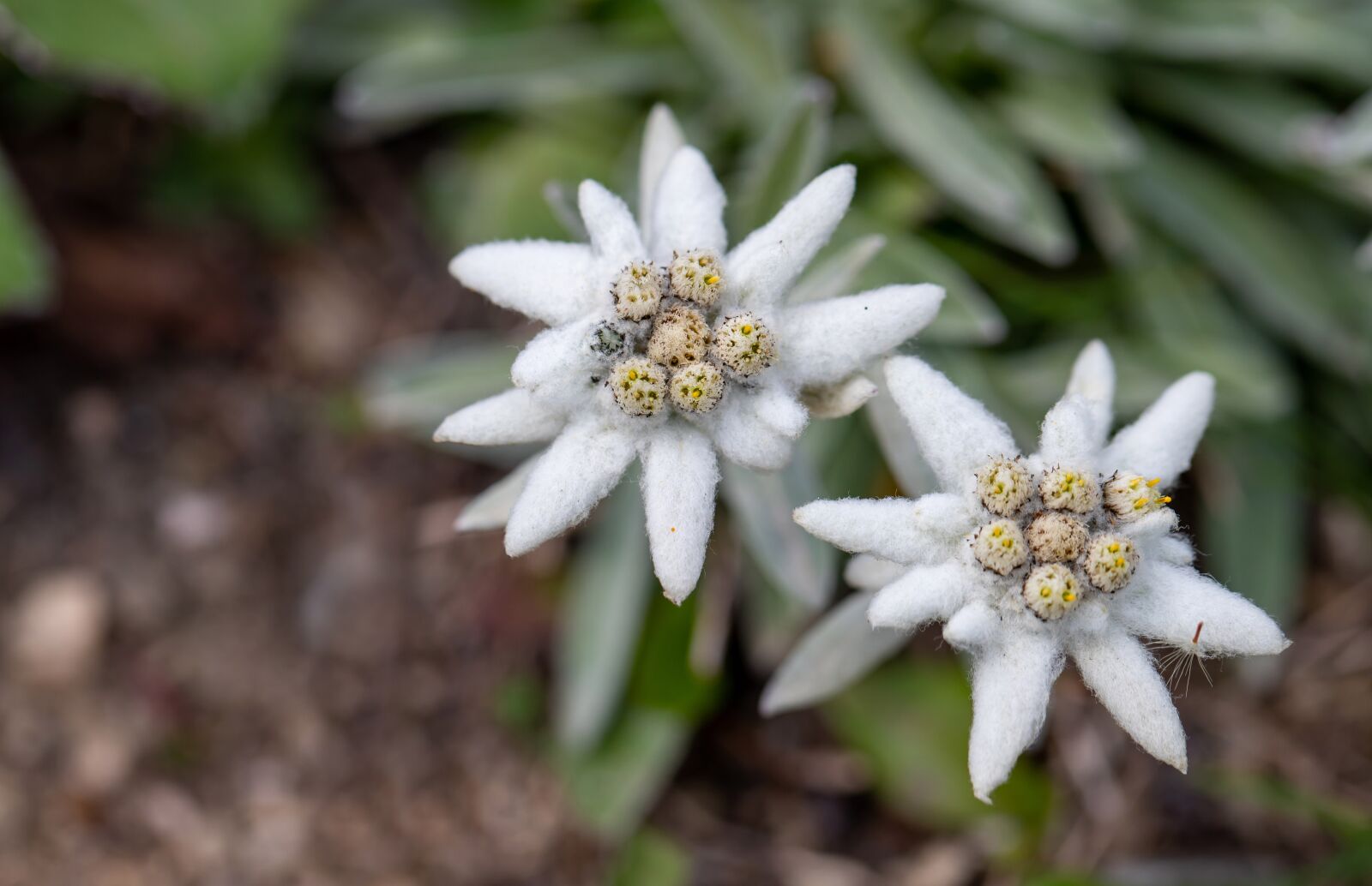 Canon EOS 6D Mark II sample photo. Flowers, edelweiss, petals photography