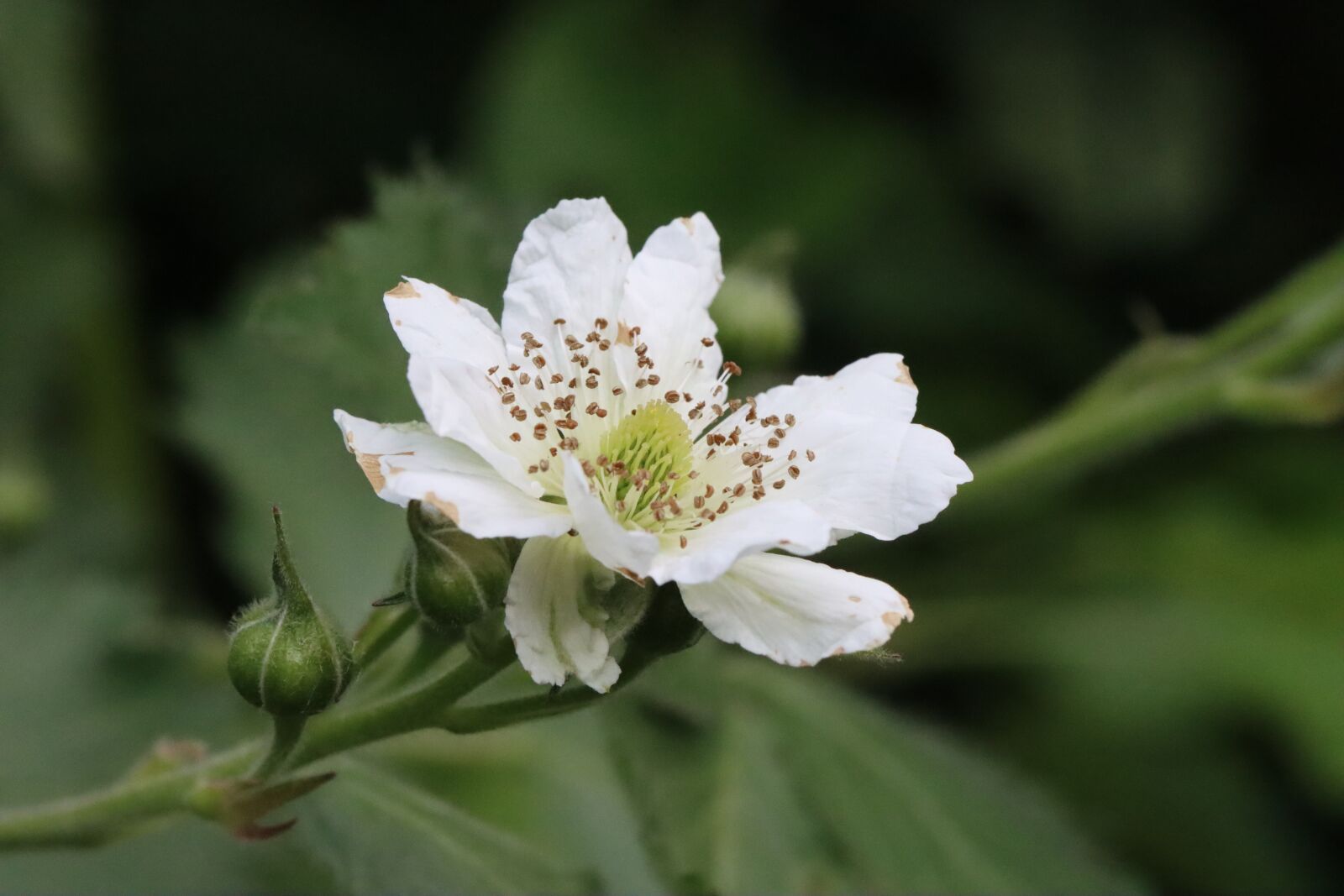 Canon EOS 90D sample photo. Flower, mulberry, garden photography