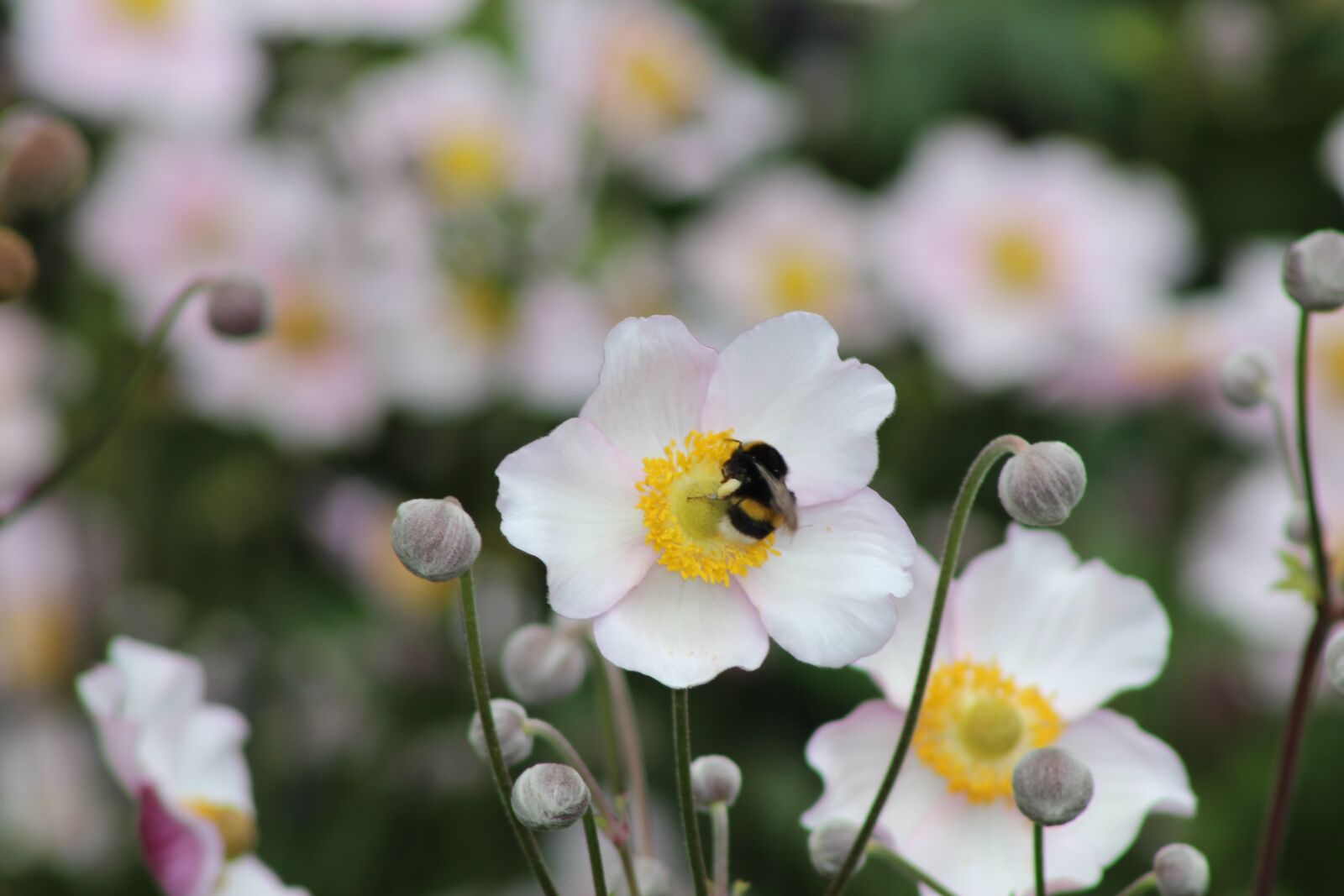 Canon EOS 100D (EOS Rebel SL1 / EOS Kiss X7) + Canon EF 75-300mm f/4-5.6 sample photo. Bee, white flower, petals photography