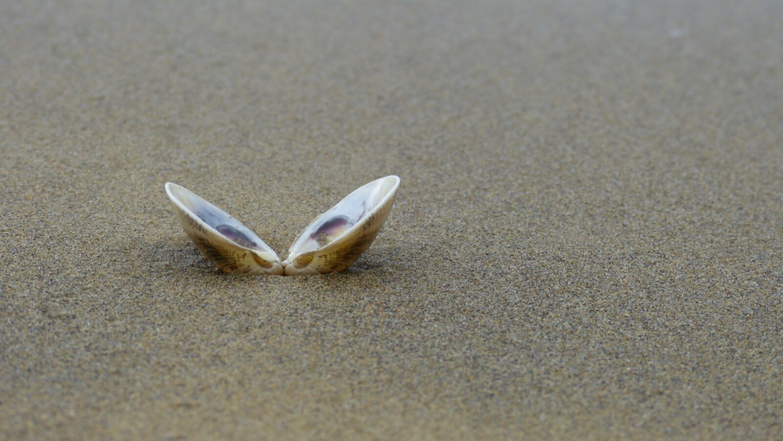 Panasonic Lumix DMC-FZ150 sample photo. Shell, beach, sand photography