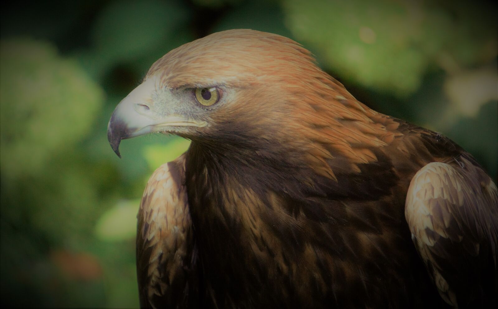 Sony a6000 sample photo. Golden eagle, bird, wi photography
