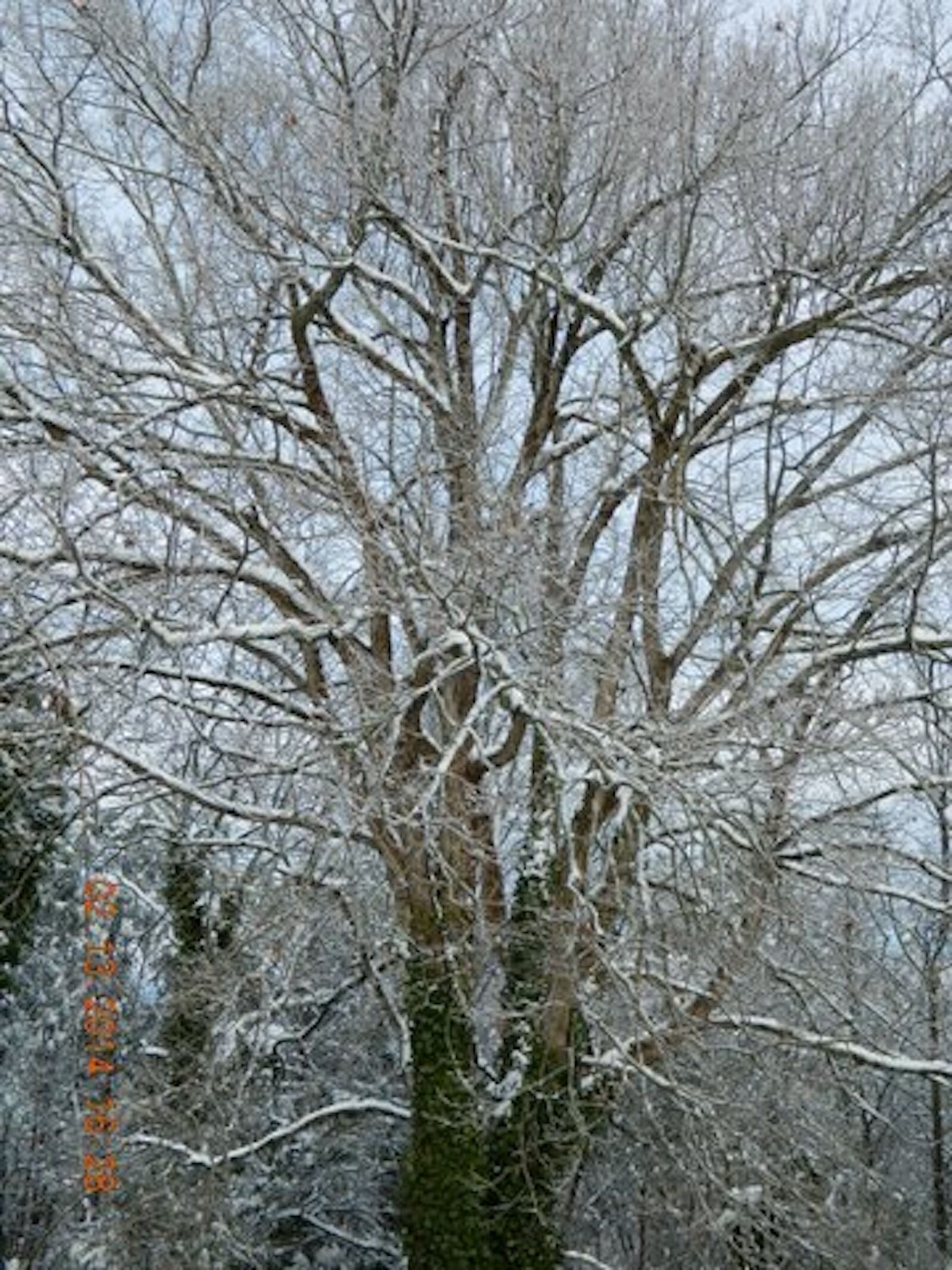 Nikon Coolpix L120 sample photo. Tree, ice, ice storm photography
