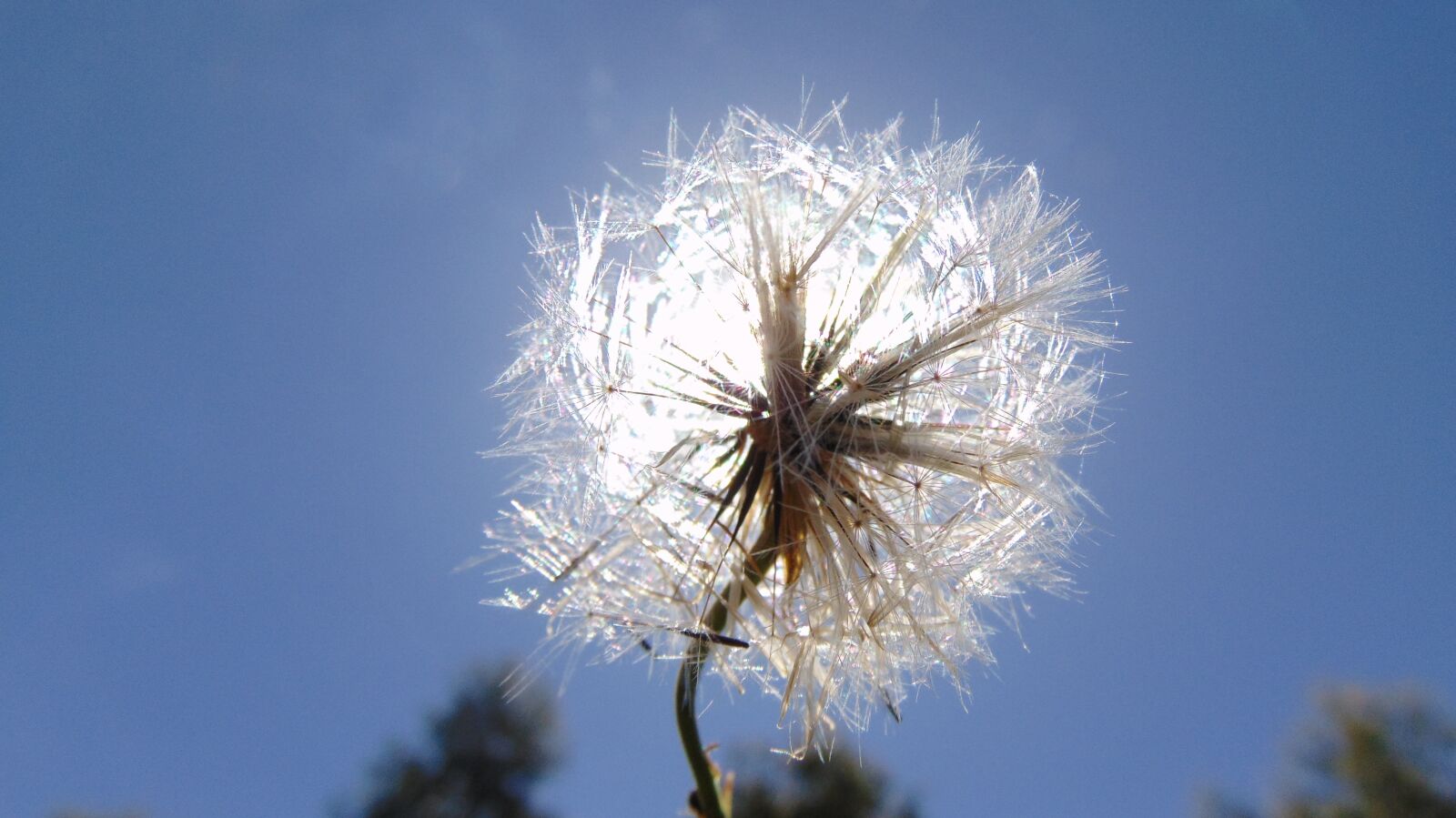Sony Cyber-shot DSC-H300 sample photo. Sol, dandelion, sky photography