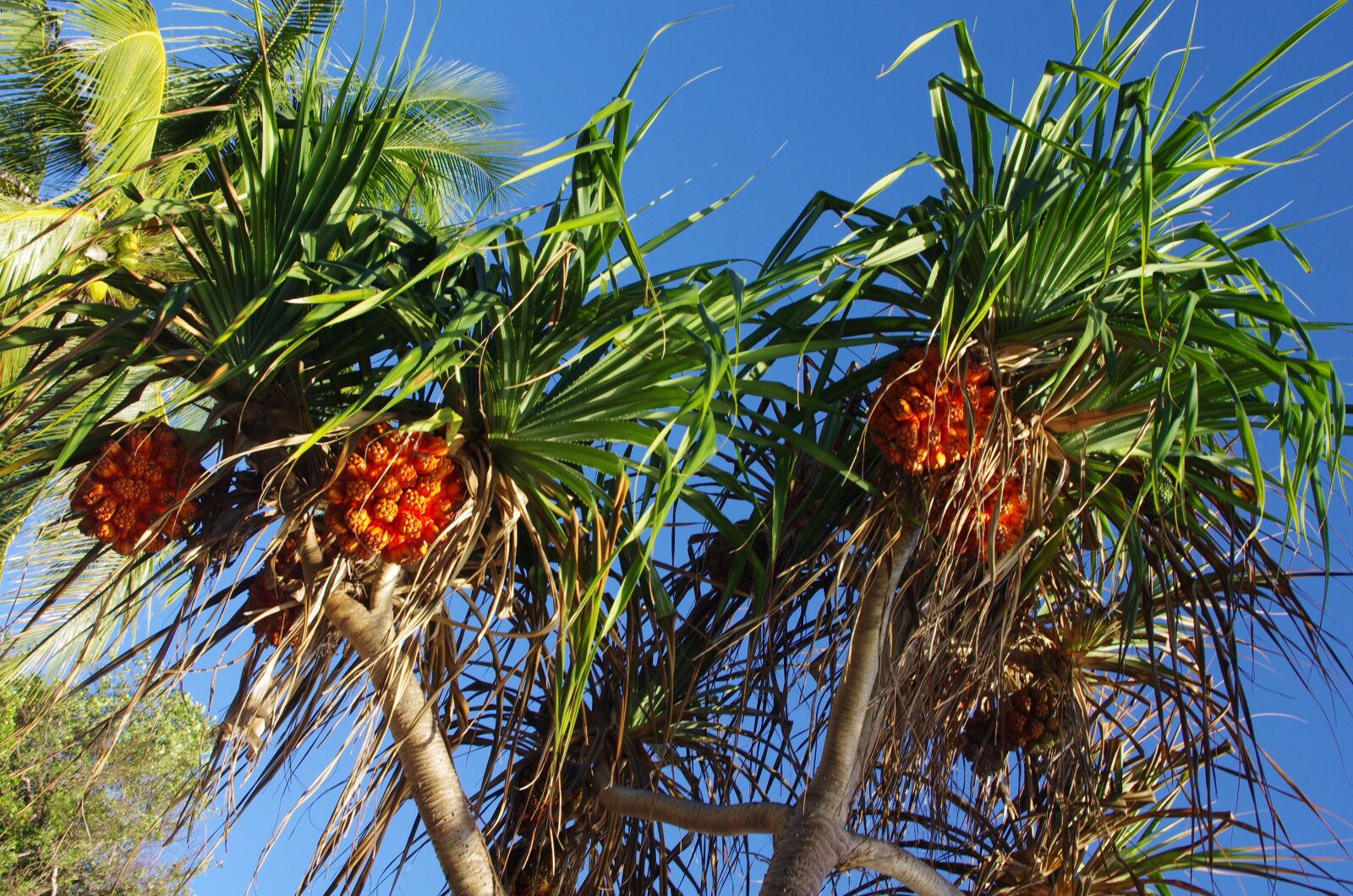 Pentax K-5 sample photo. Palm, exotic, tropical photography