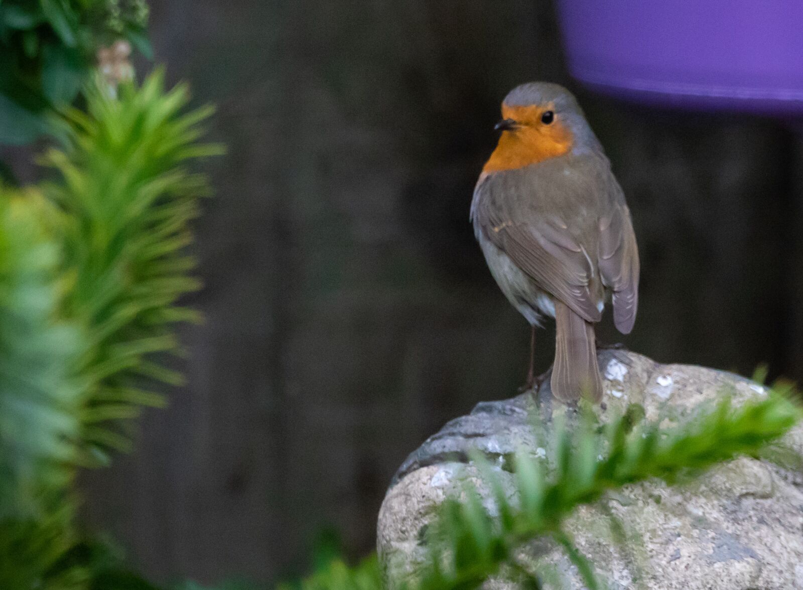 150-600mm F5-6.3 DG OS HSM | Contemporary 015 sample photo. Robin redbreast in tree photography