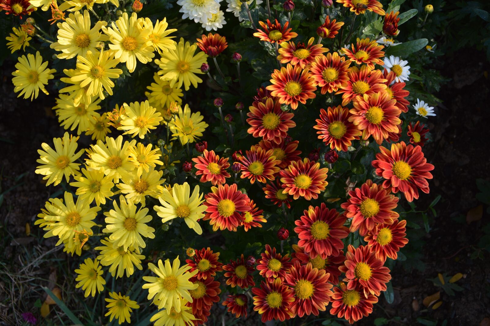 Nikon D7100 sample photo. Flower, chichewa live, vivid photography