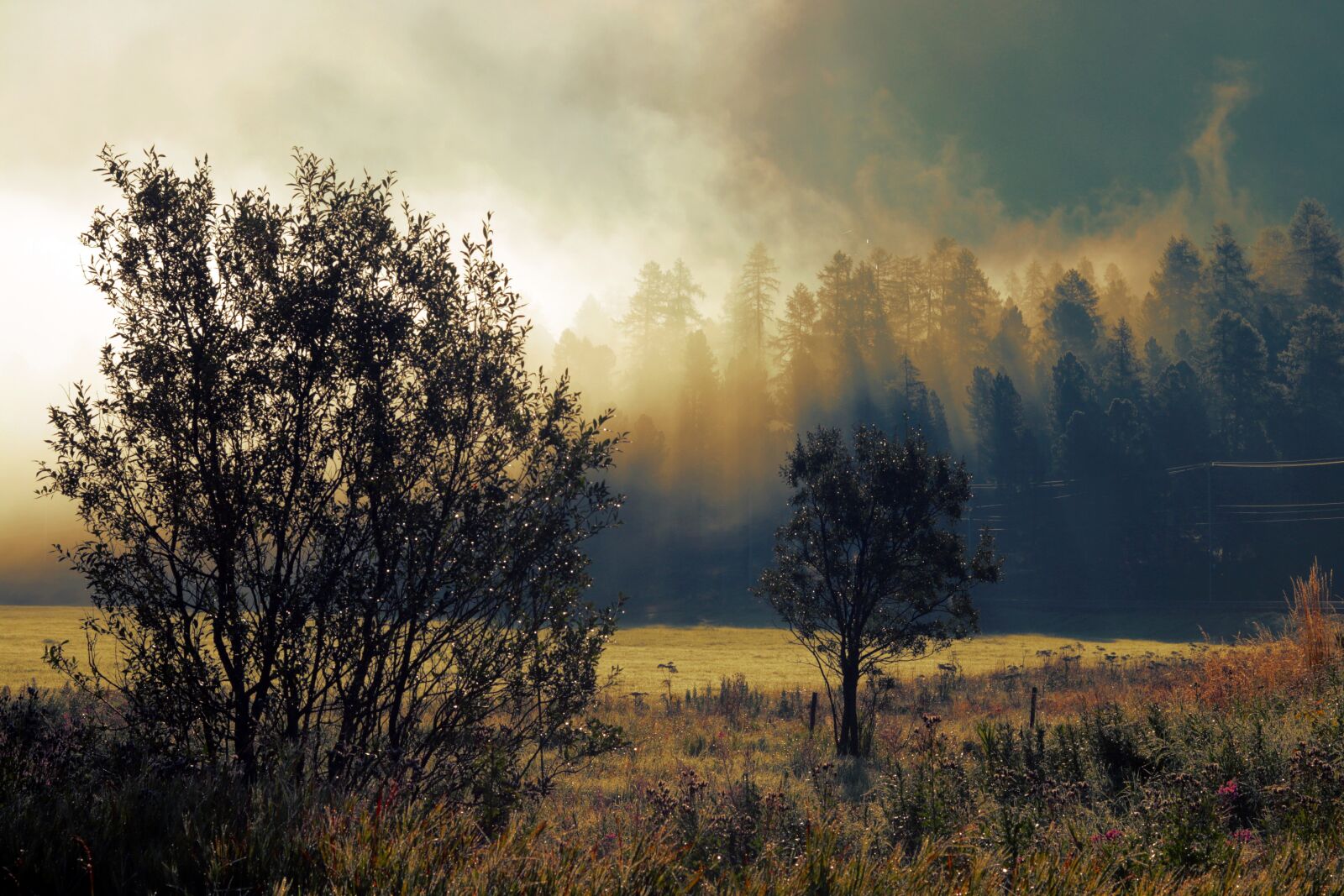 Canon EOS 80D + Canon EF 50mm F1.8 STM sample photo. Morgentau, morning mist, morgenstimmung photography