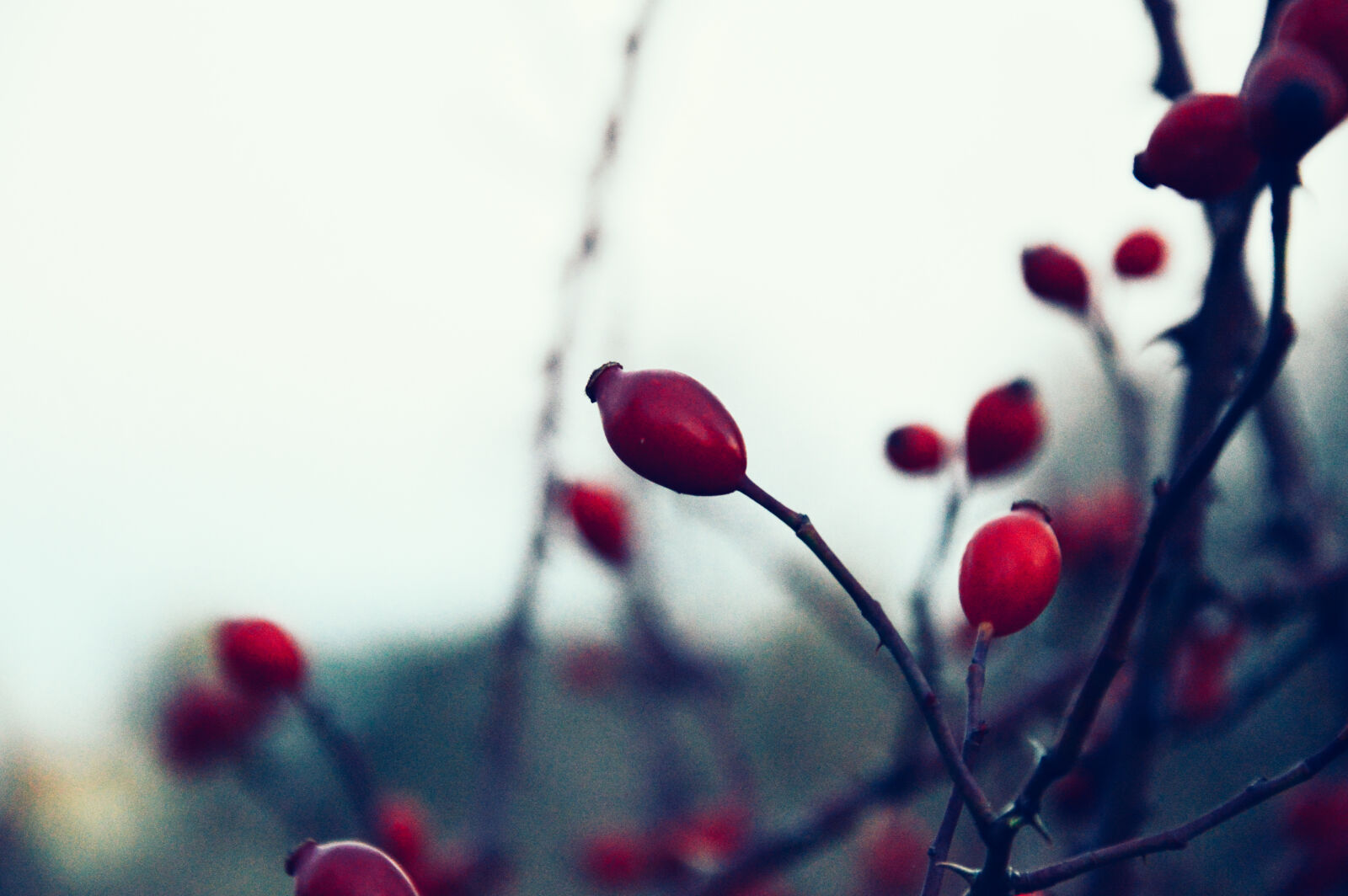 Nikon D3200 sample photo