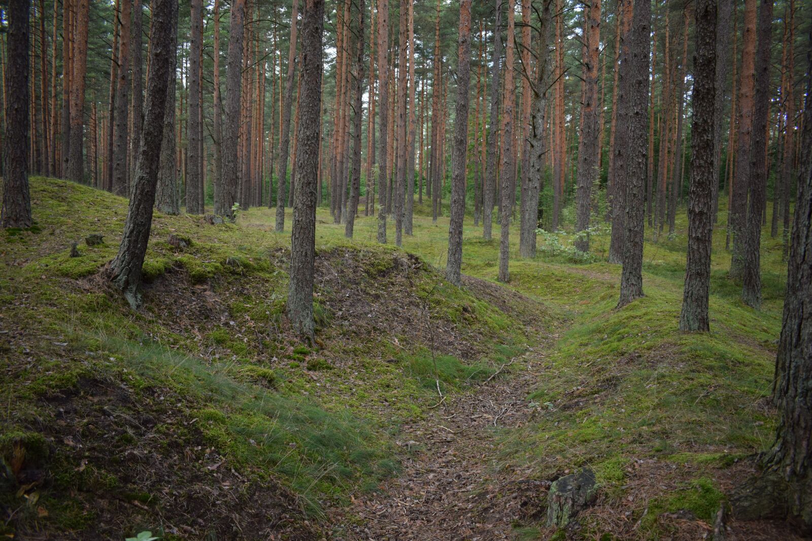 Nikon D3300 sample photo. Dark, forest, tree photography