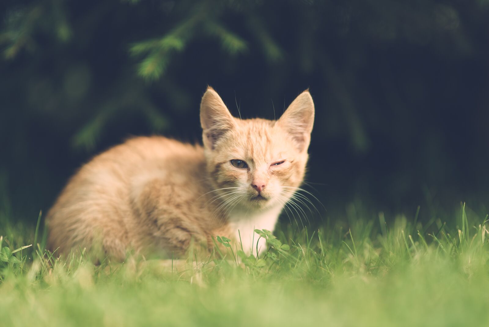 Nikon D600 sample photo. Cat, eye, injury photography