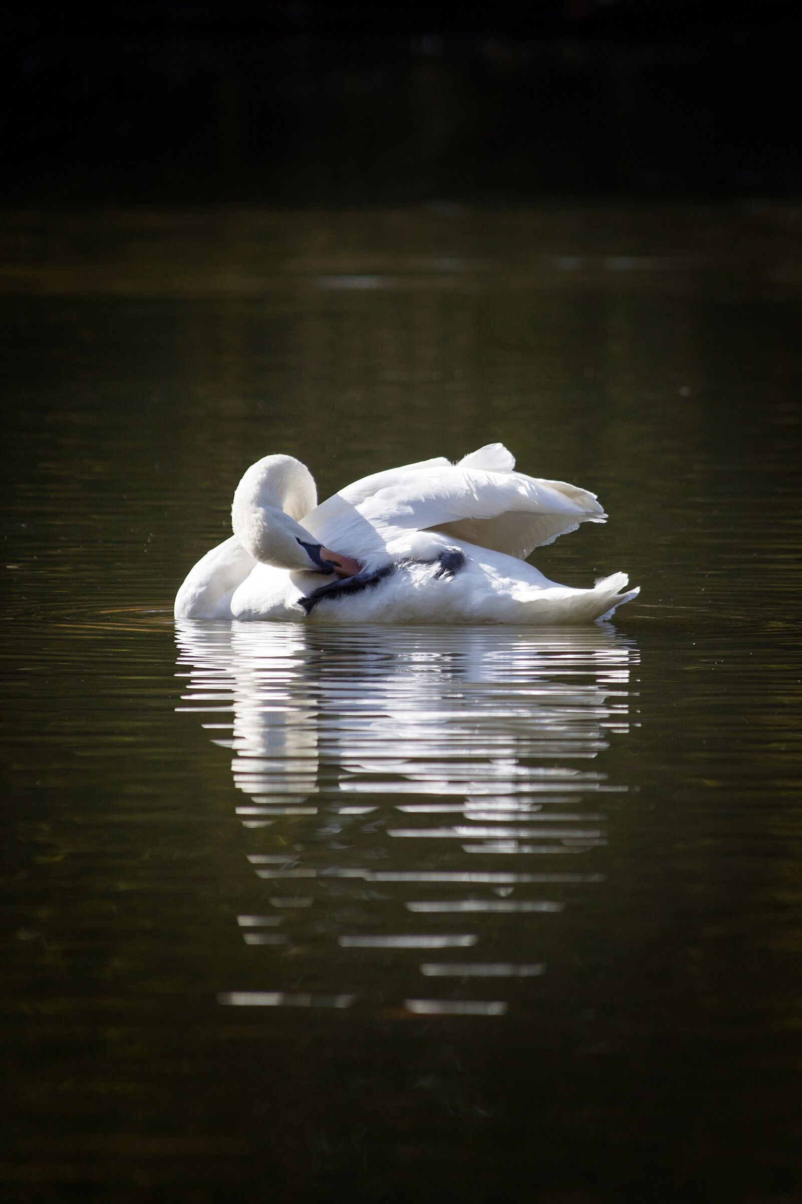 Canon EOS 5D Mark II + Canon EF 70-300mm F4-5.6 IS USM sample photo. Swan, white, lake photography