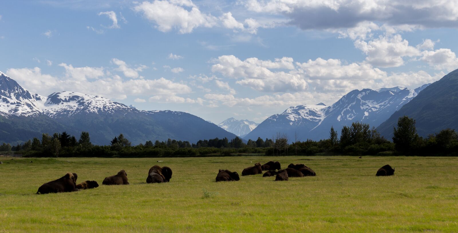 Canon EOS 1200D (EOS Rebel T5 / EOS Kiss X70 / EOS Hi) sample photo. Buffalo, wild, animal photography