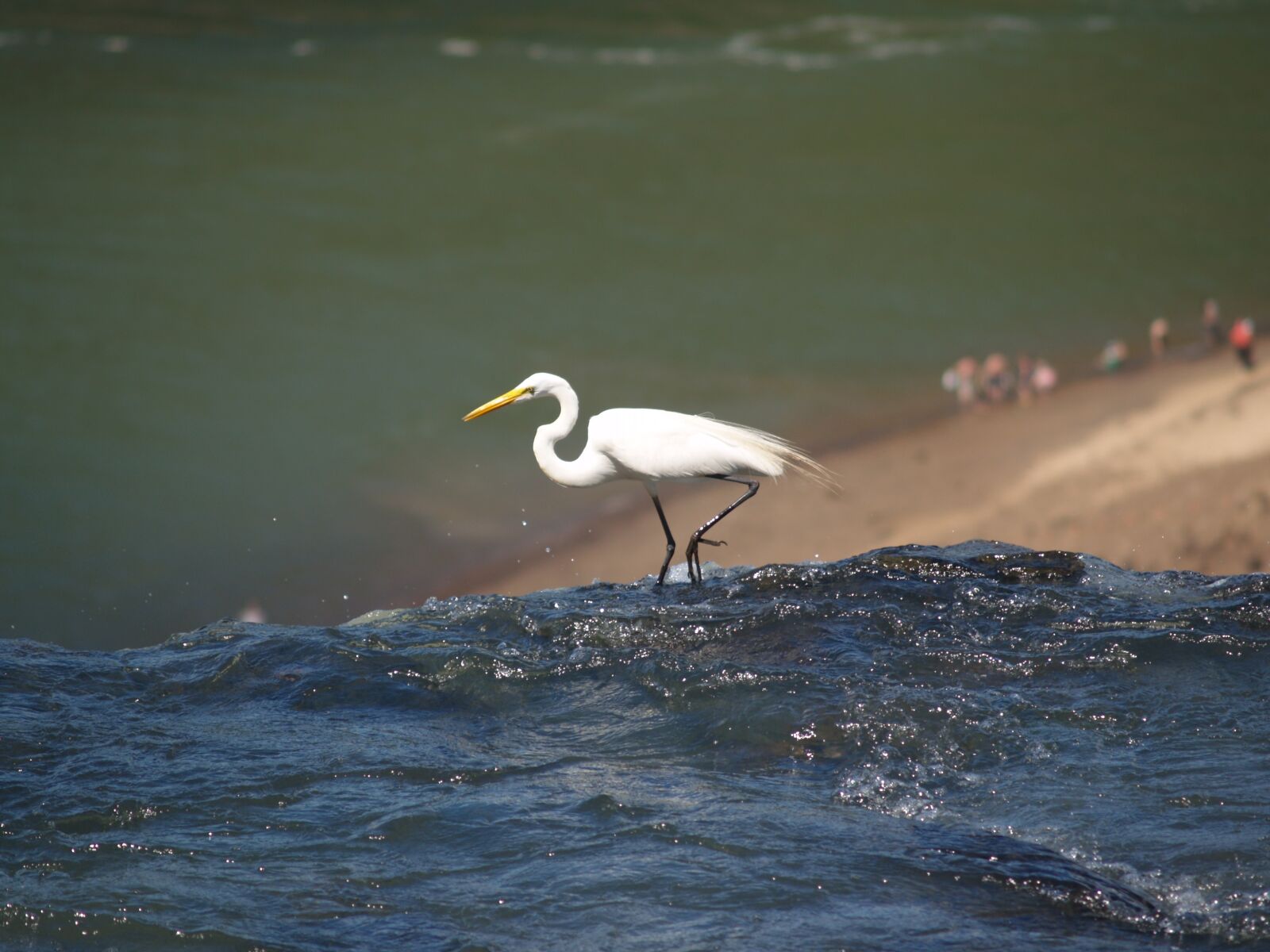 Olympus E-300 (EVOLT E-300) sample photo. Heron, birds, nature photography