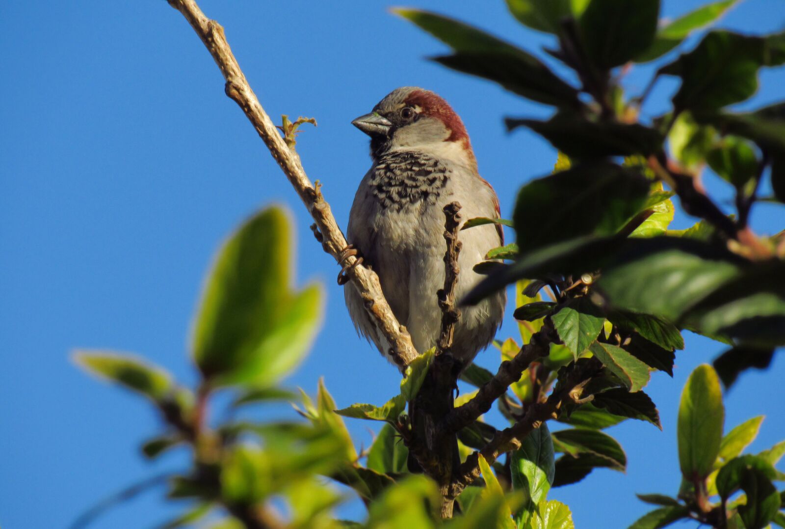 Canon PowerShot SX530 HS sample photo. Bird, sparrow, nature photography