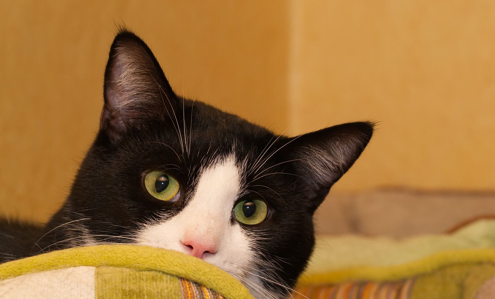 Nikon D3100 sample photo. Cat, head, eyes photography