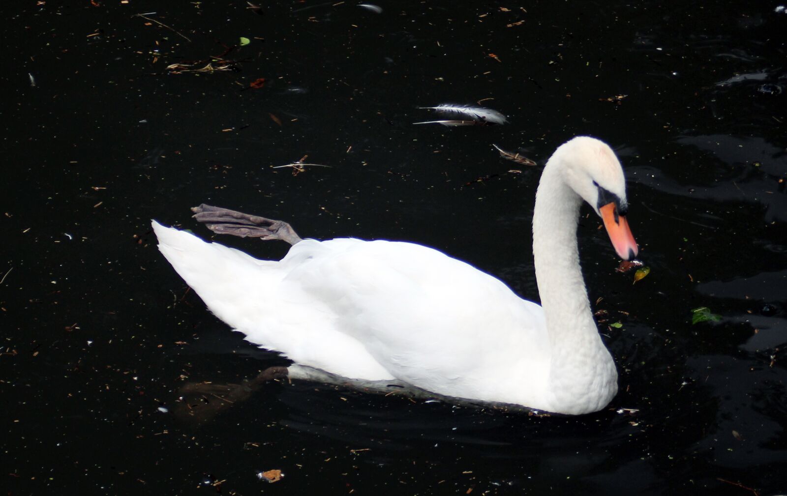 Canon EOS 600D (Rebel EOS T3i / EOS Kiss X5) + Canon EF 28-80mm f/3.5-5.6 sample photo. Swan, bird, water bird photography