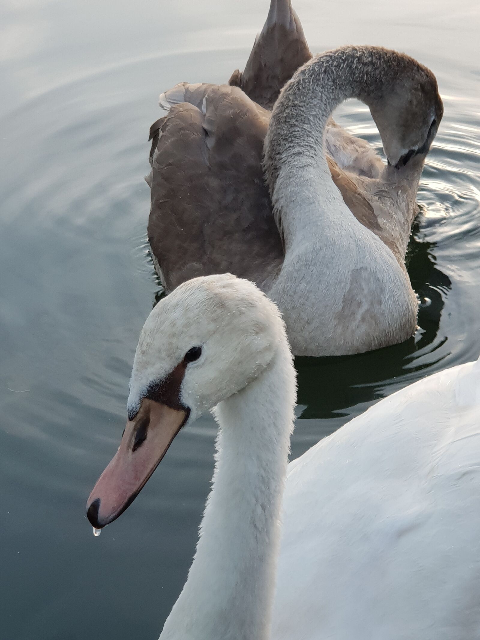 Samsung Galaxy S9+ sample photo. Swan, animal children, water photography