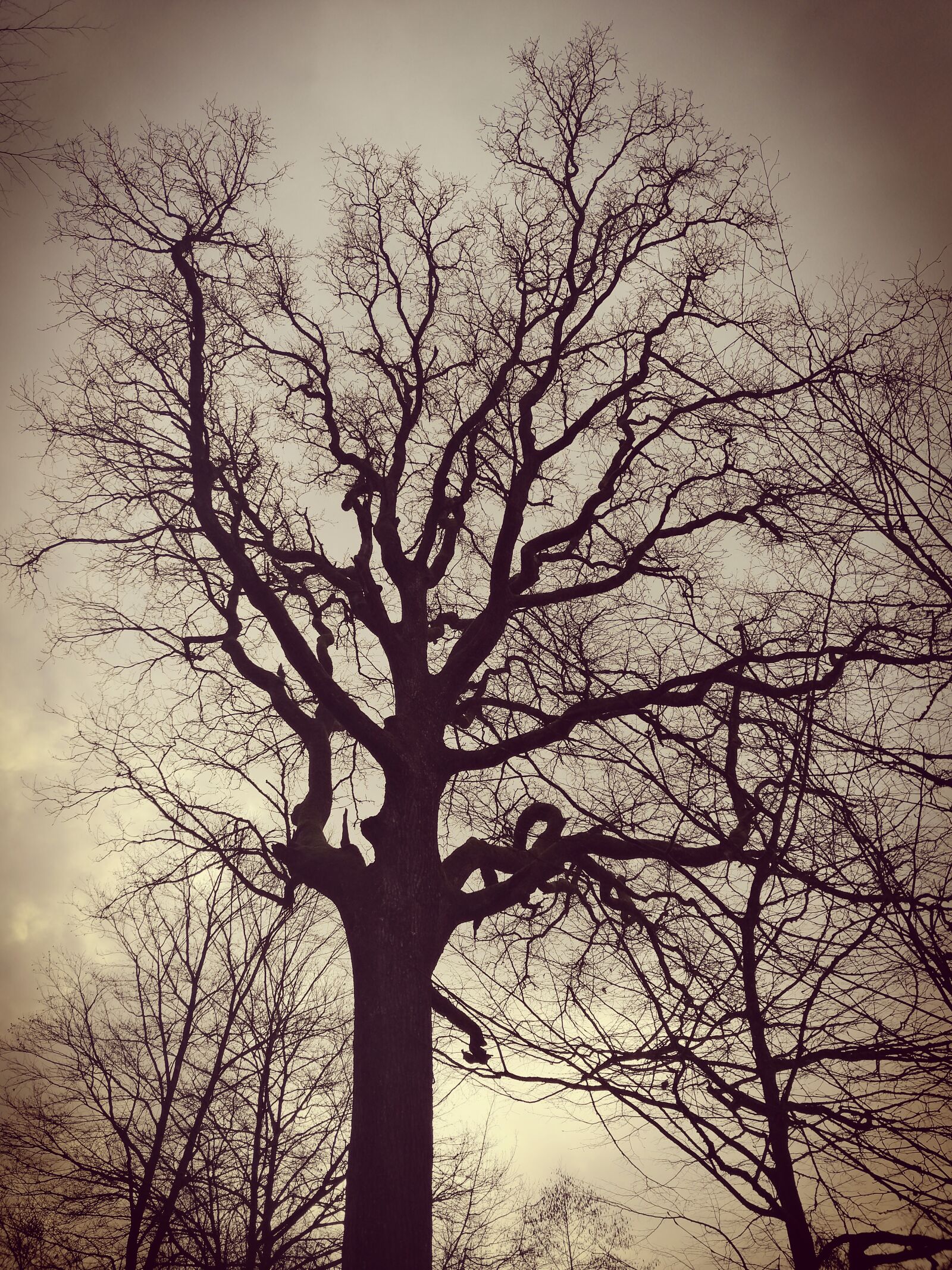 HUAWEI SNE-LX1 sample photo. Tree, baum, nature photography