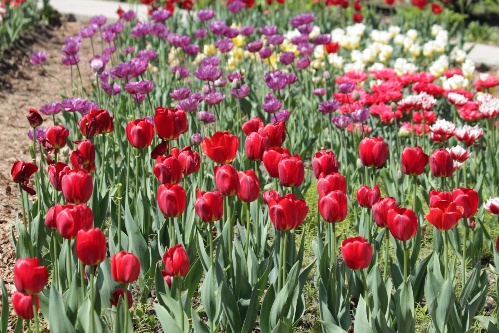Canon EOS 650D (EOS Rebel T4i / EOS Kiss X6i) + Canon EF 70-300mm F4-5.6 IS USM sample photo. Tulips, red, white photography