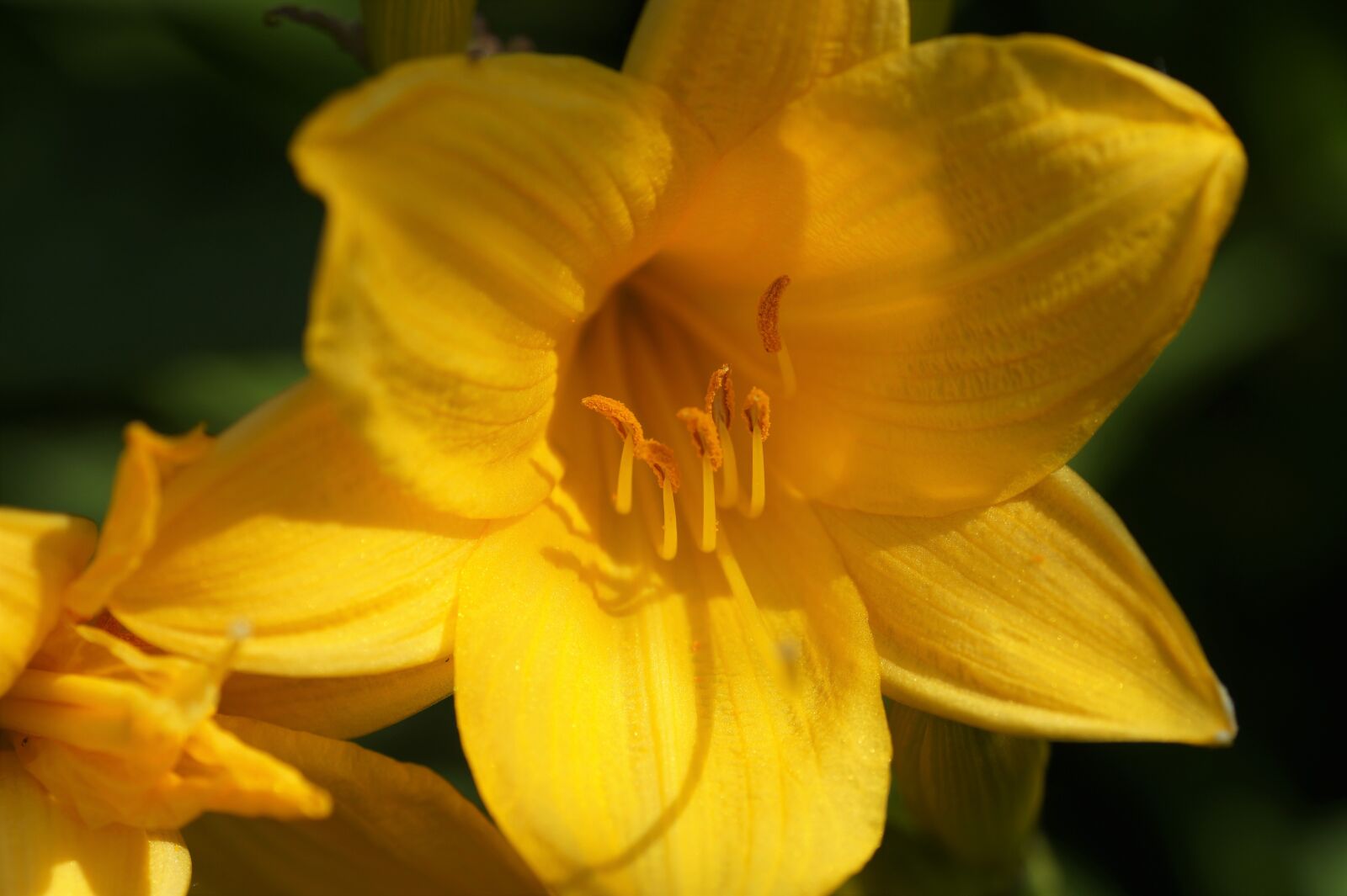 Sony SLT-A58 sample photo. Daylily, yellow, flower photography