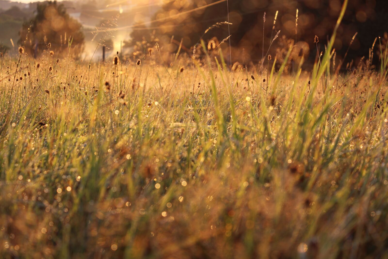 Canon EOS 1200D (EOS Rebel T5 / EOS Kiss X70 / EOS Hi) sample photo. Grass, reed, meadow photography