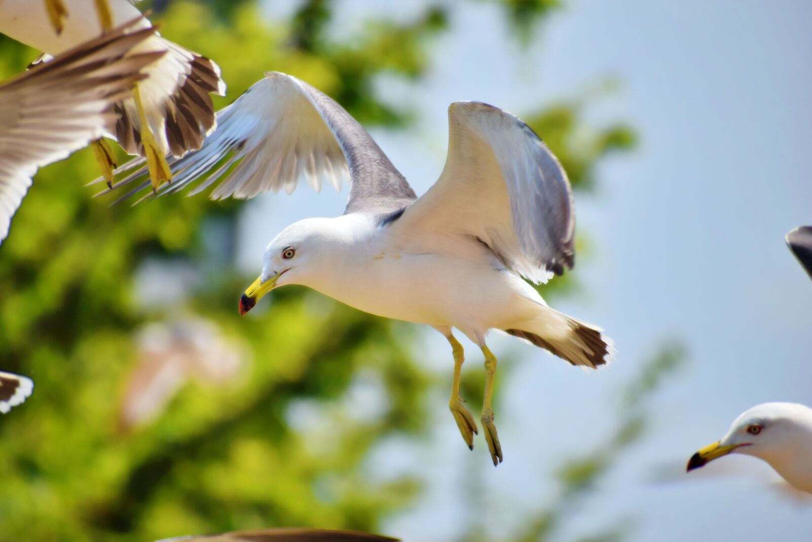 Nikon D5300 sample photo. Daebudo, seagull, zoom shot photography