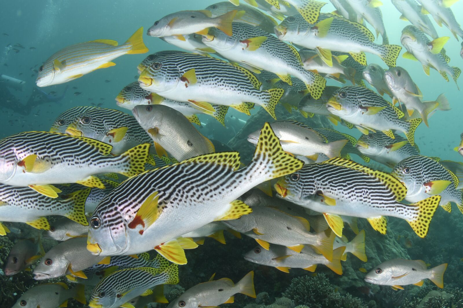 Nikon D500 sample photo. Fish, scuba diving, underwater photography