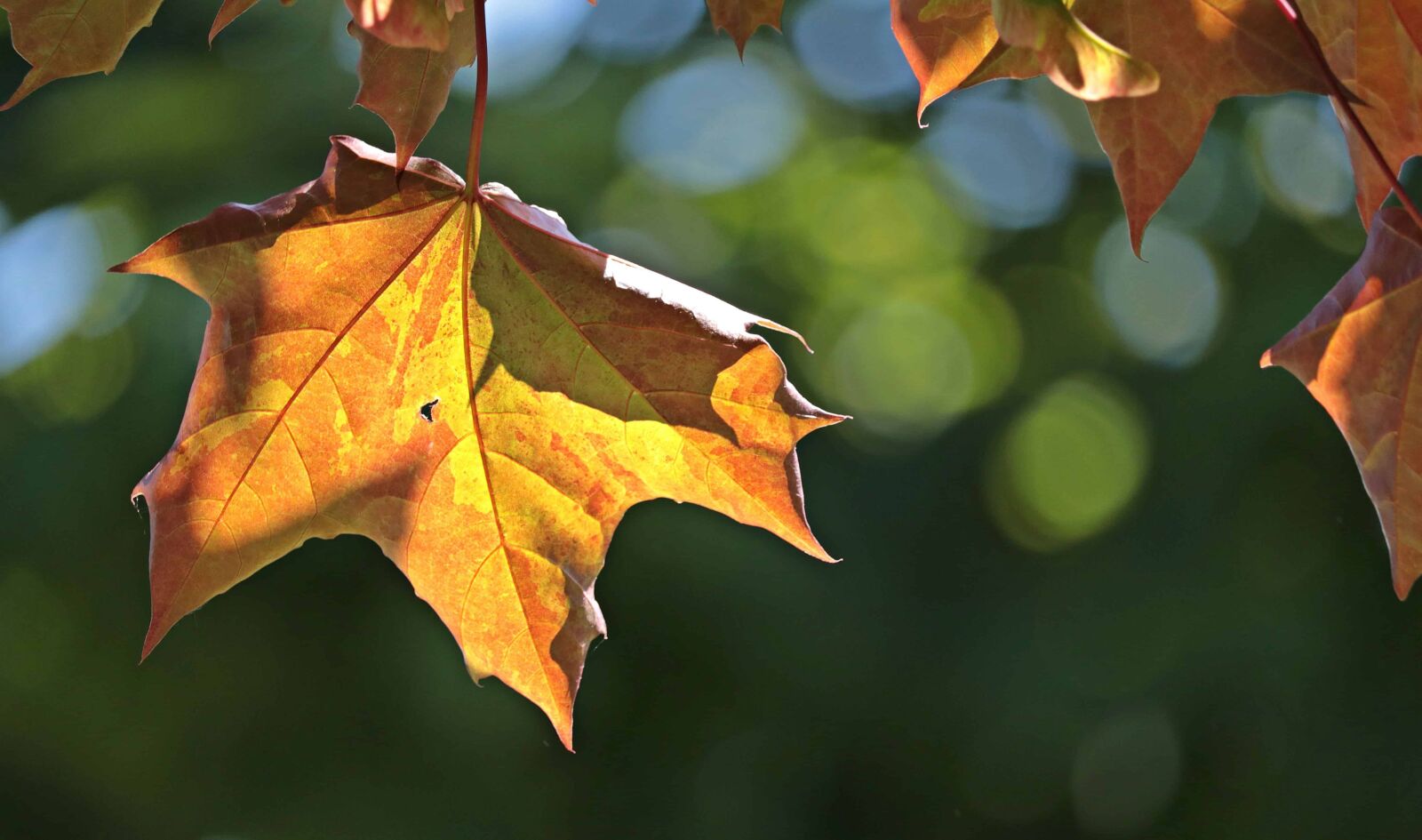 Canon EOS 80D sample photo. Tree, leaf, nature, autumn photography