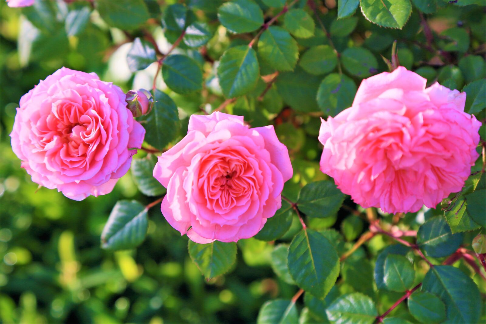 Canon EOS 5D Mark III sample photo - 6GenkRhkFt - ExploreCams