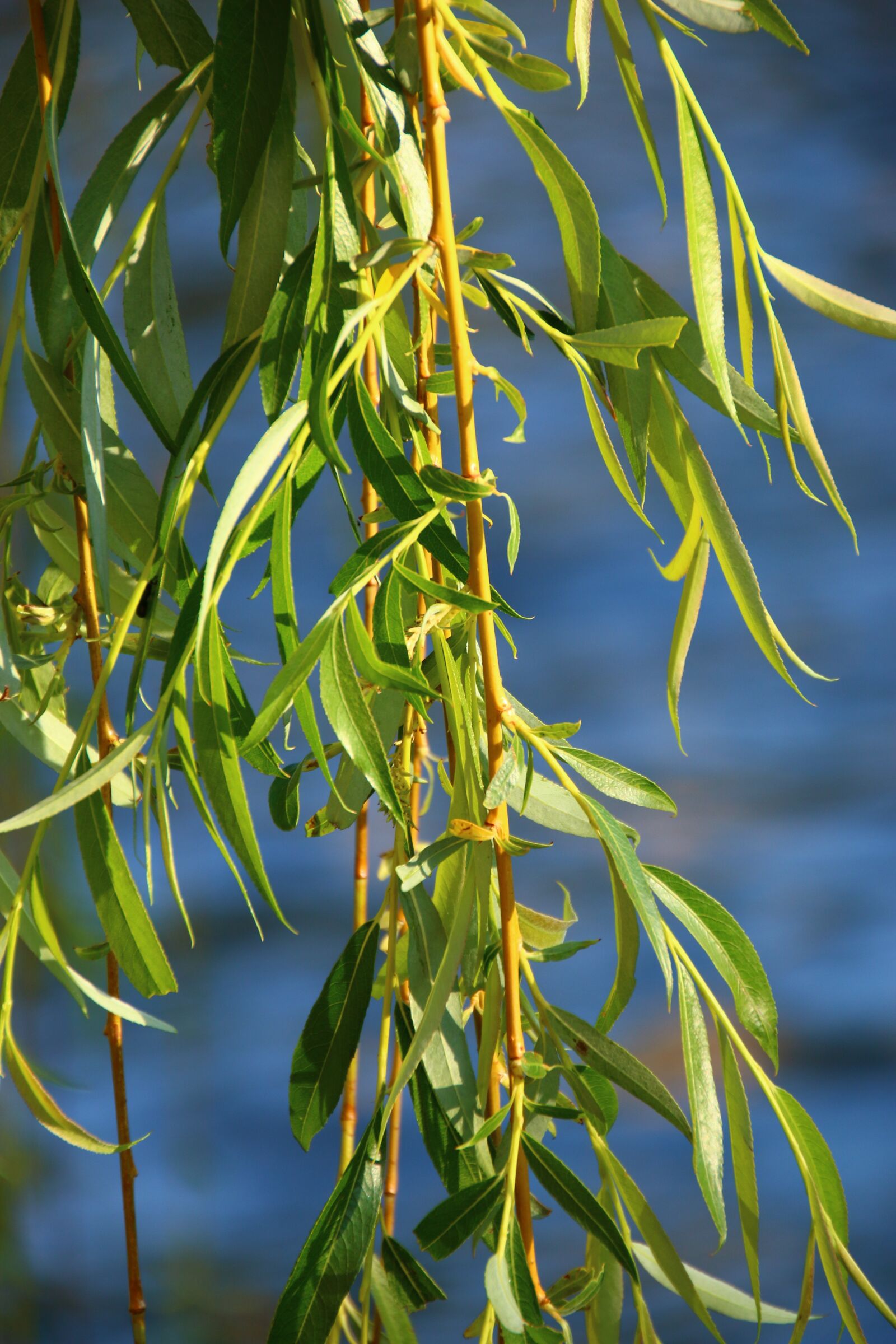 Canon EOS 70D sample photo. River, willow, sunset photography