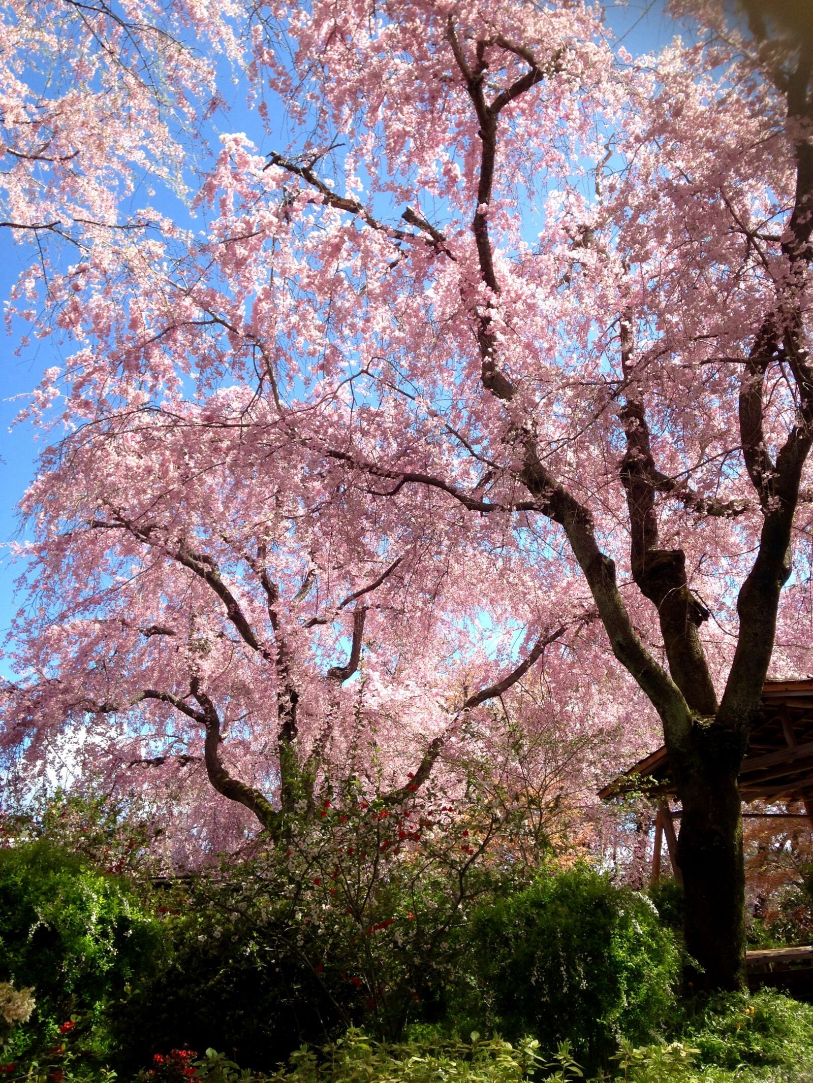iPhone 5c back camera 4.12mm f/2.4 sample photo. Cherry blossoms, spring, cherry photography