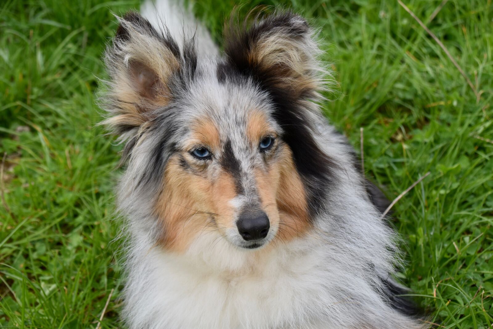 Nikon D5600 sample photo. Dog, bitch, shetland sheepdog photography