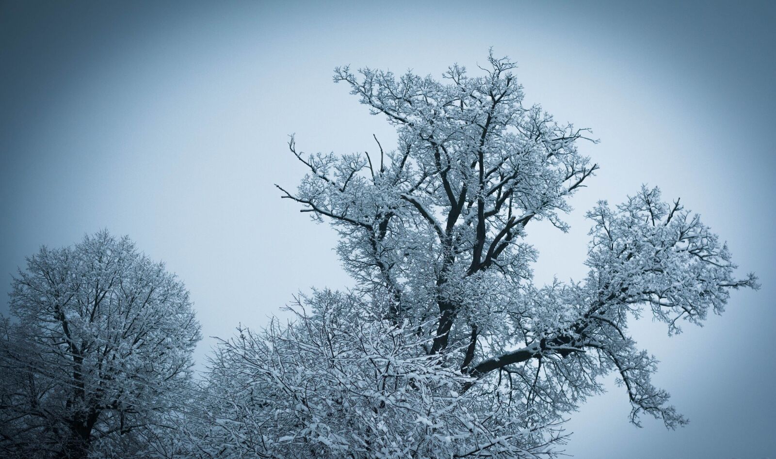 Canon EOS 1000D (EOS Digital Rebel XS / EOS Kiss F) sample photo. Winter, nature, tree photography