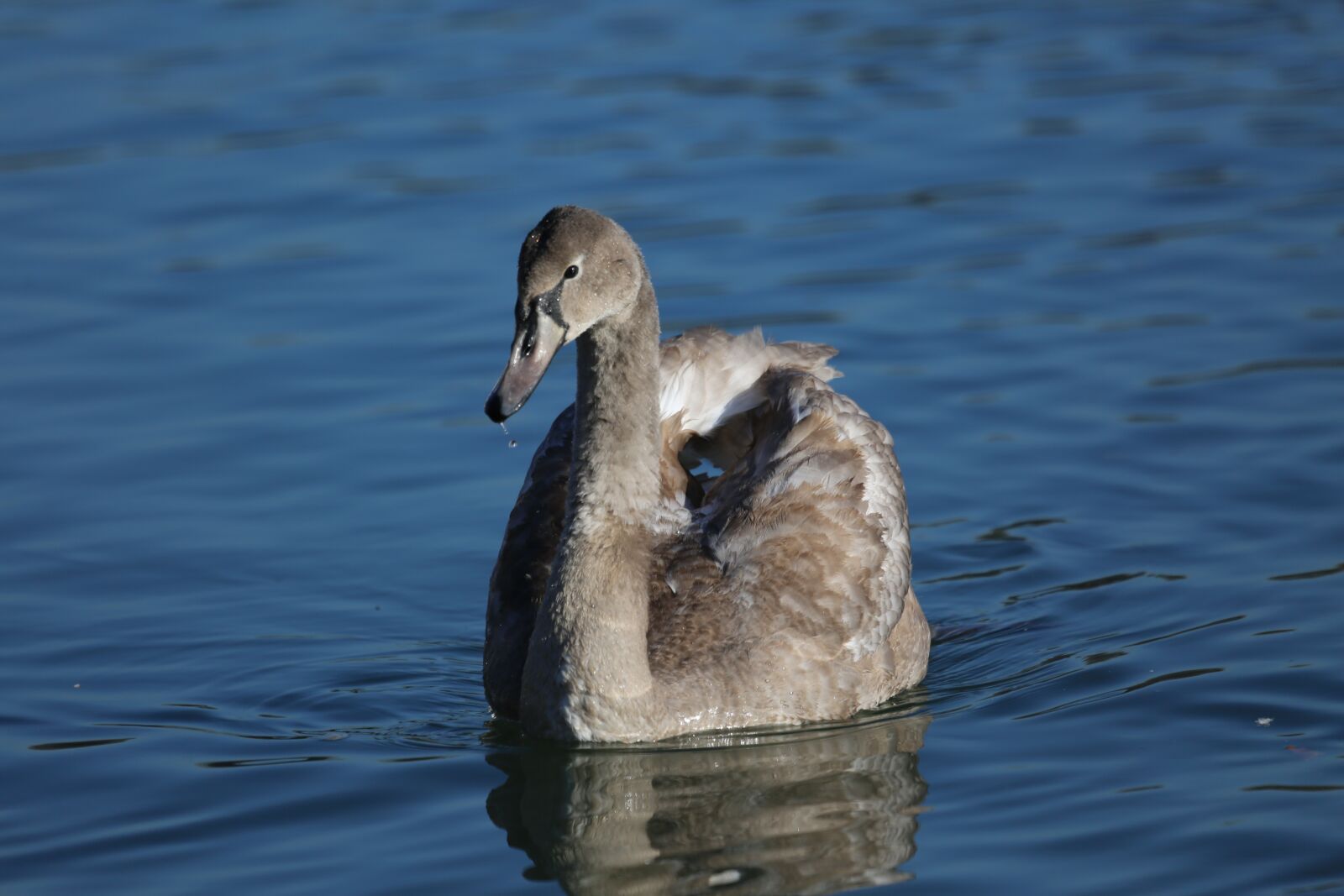 Canon EF 100-400mm F4.5-5.6L IS USM sample photo. Waters, bird, animal world photography