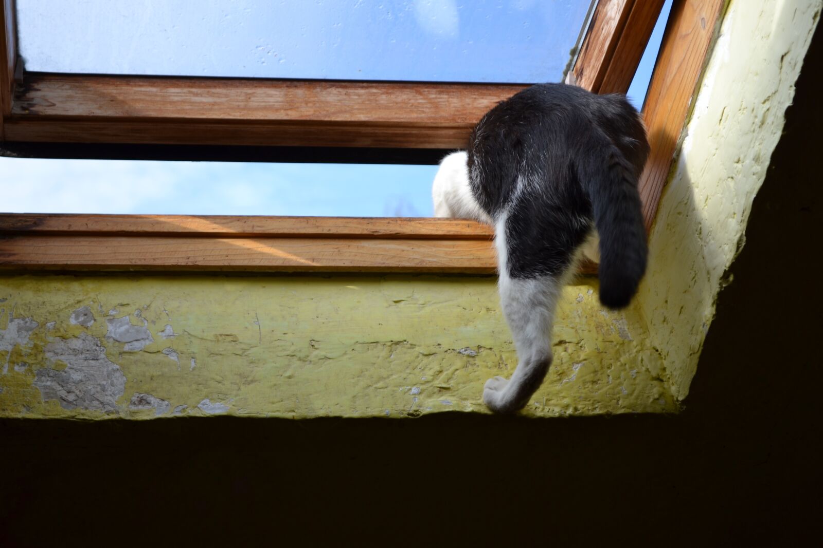 Nikon D3100 sample photo. Kot, climbs through the photography