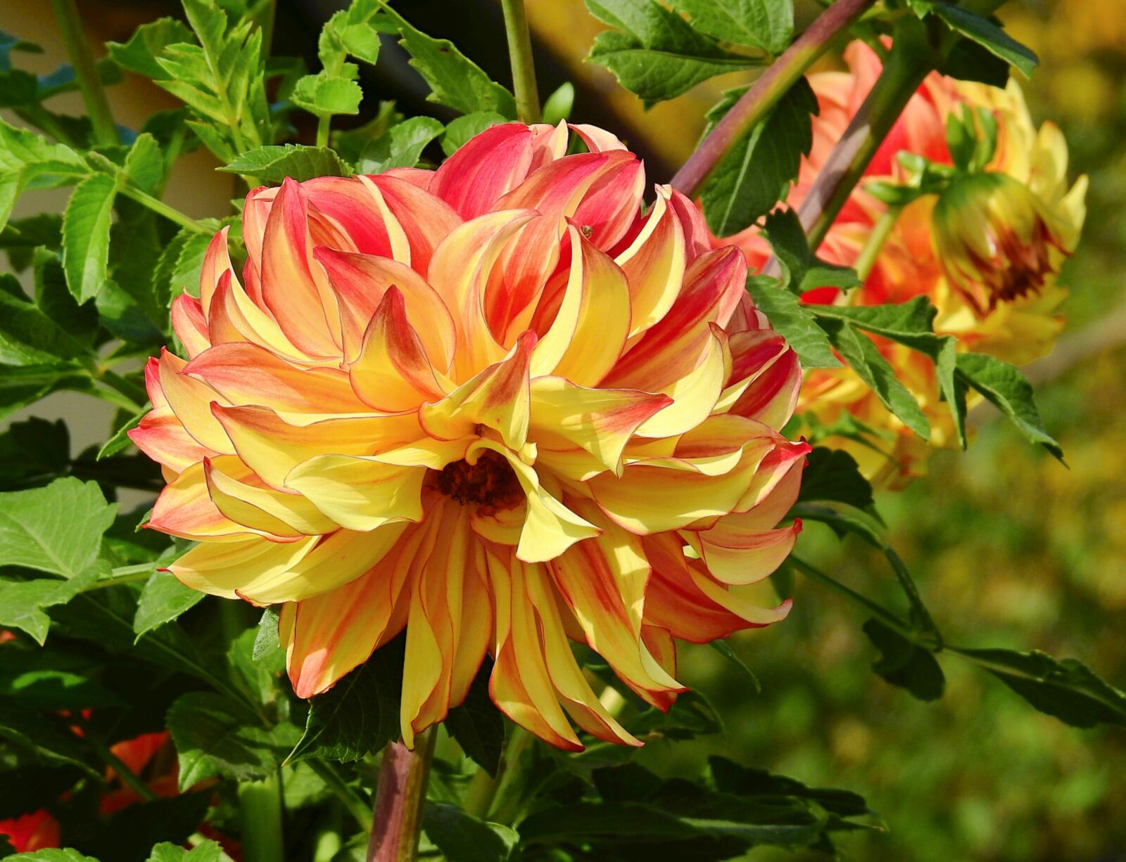 Nikon Coolpix P900 sample photo. Flowers, the beauty of photography