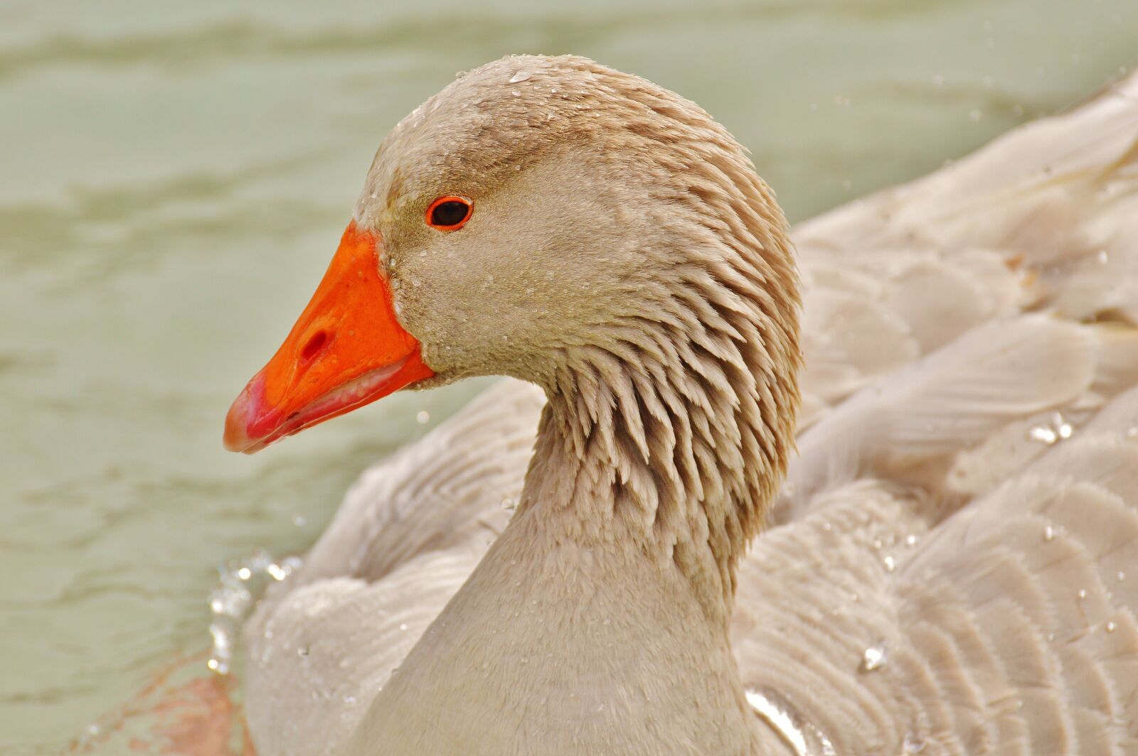 Nikon D3200 sample photo. Goose, wildpark poing, water photography