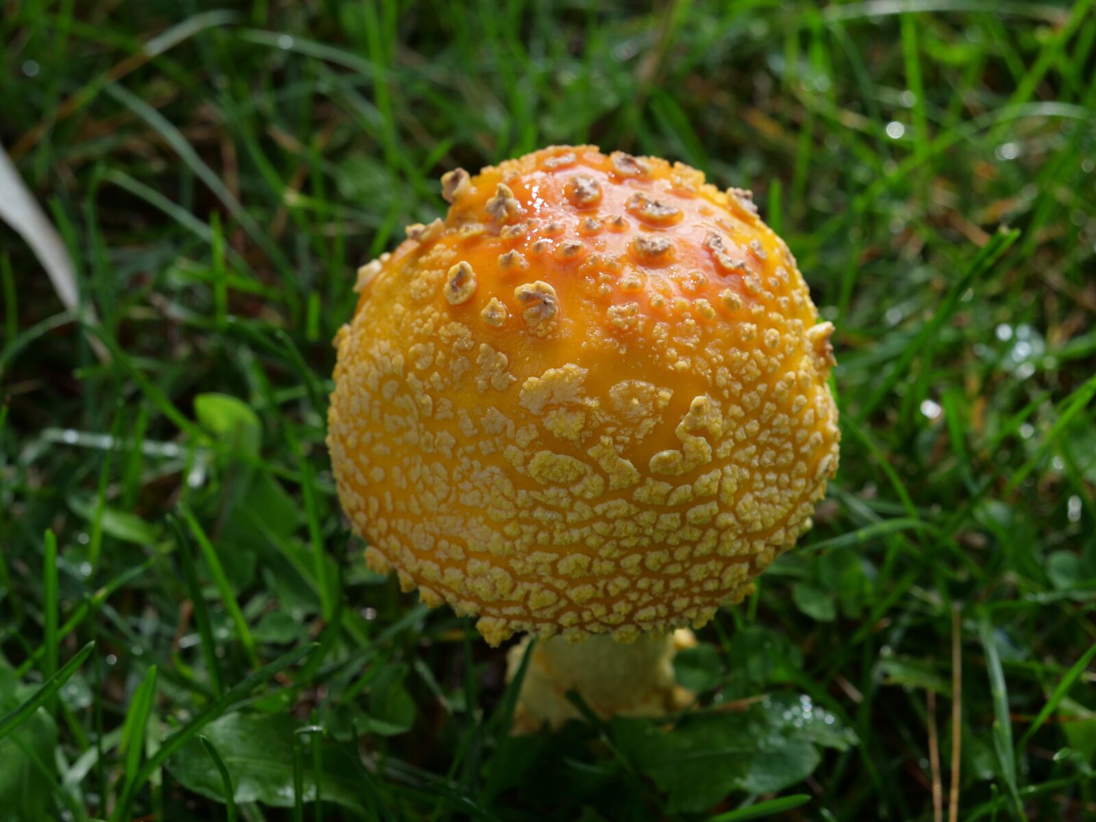 Panasonic Lumix DC-GH5 sample photo. Mushroom, nature, fungus photography