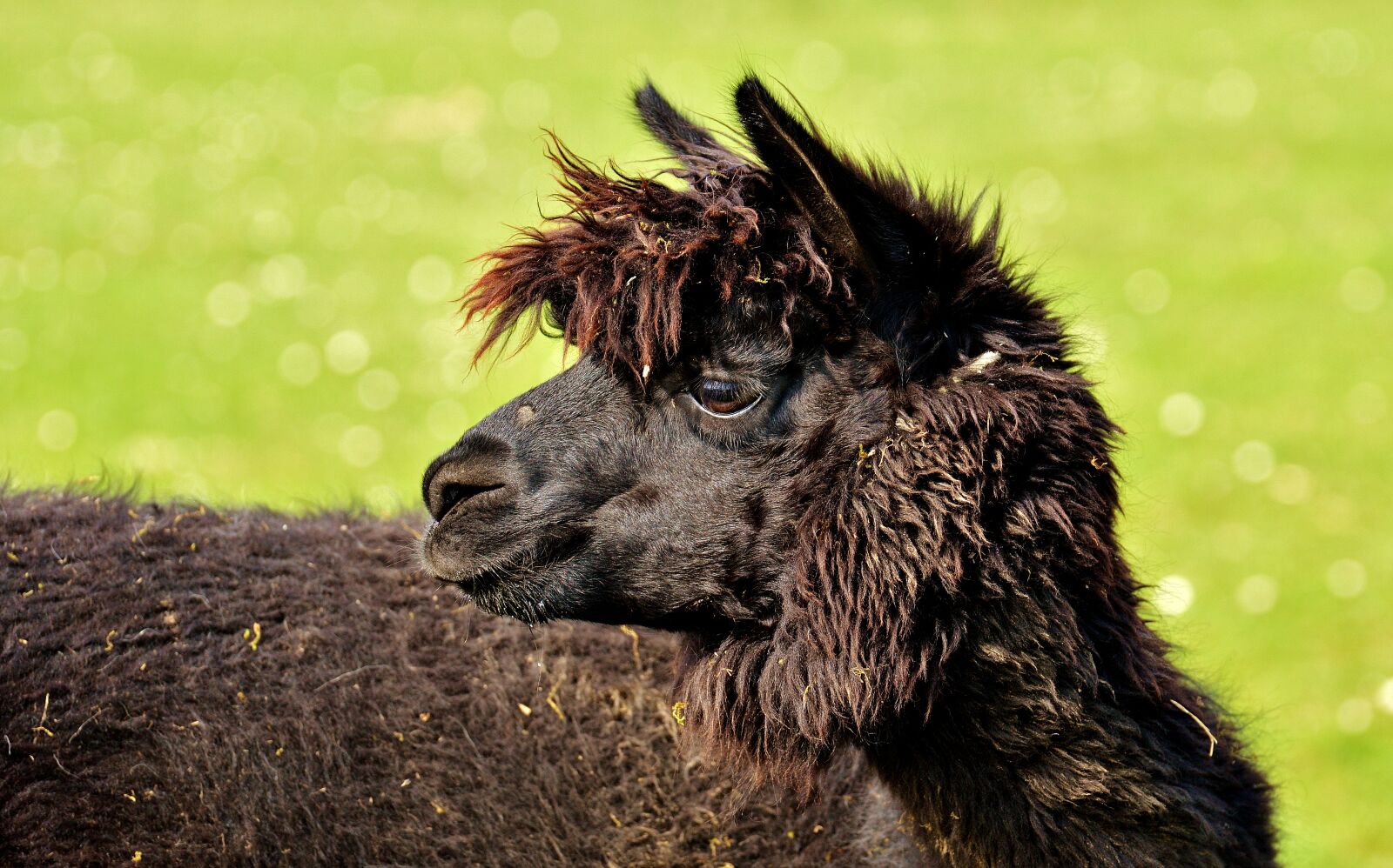Nikon D3200 sample photo. Lama, head, black photography